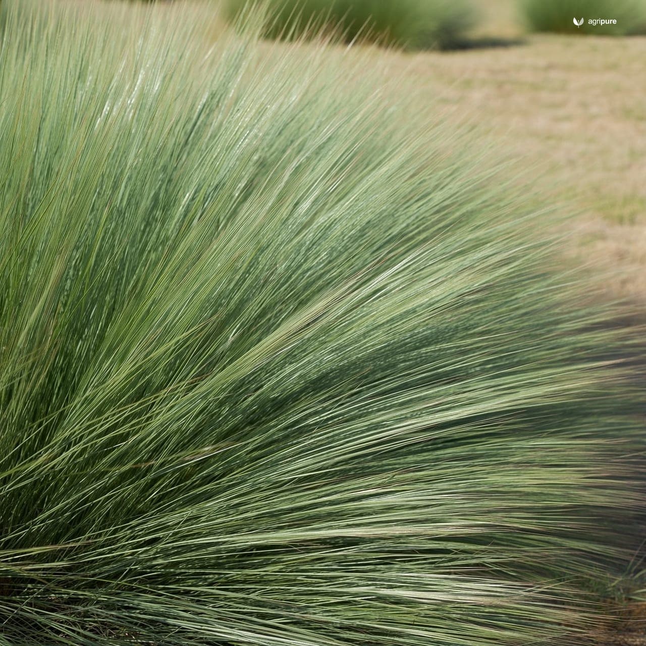 Halfa Grass (Desmostachya bipinnata)