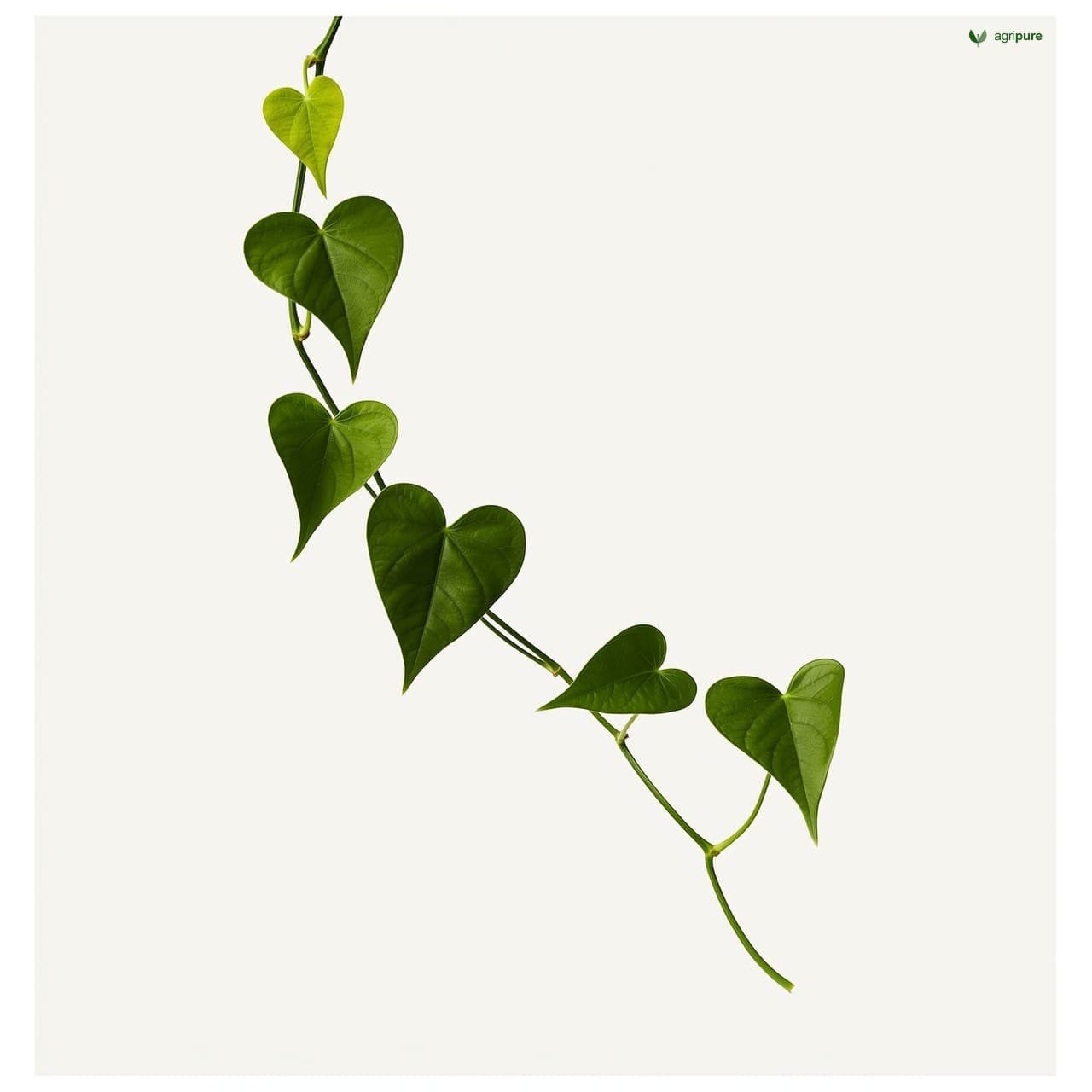 Greater Yam (Dioscorea alata)