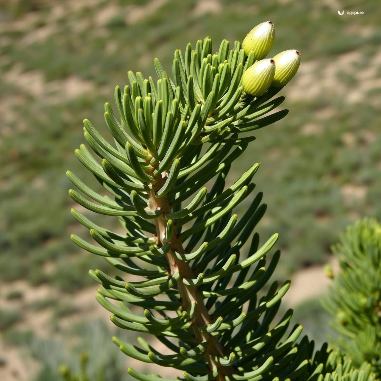 Hopbush (Dodonaea viscosa)