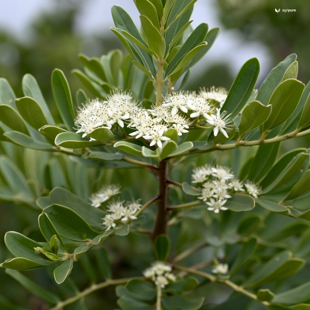 Koda Tree (Ehretia laevis)