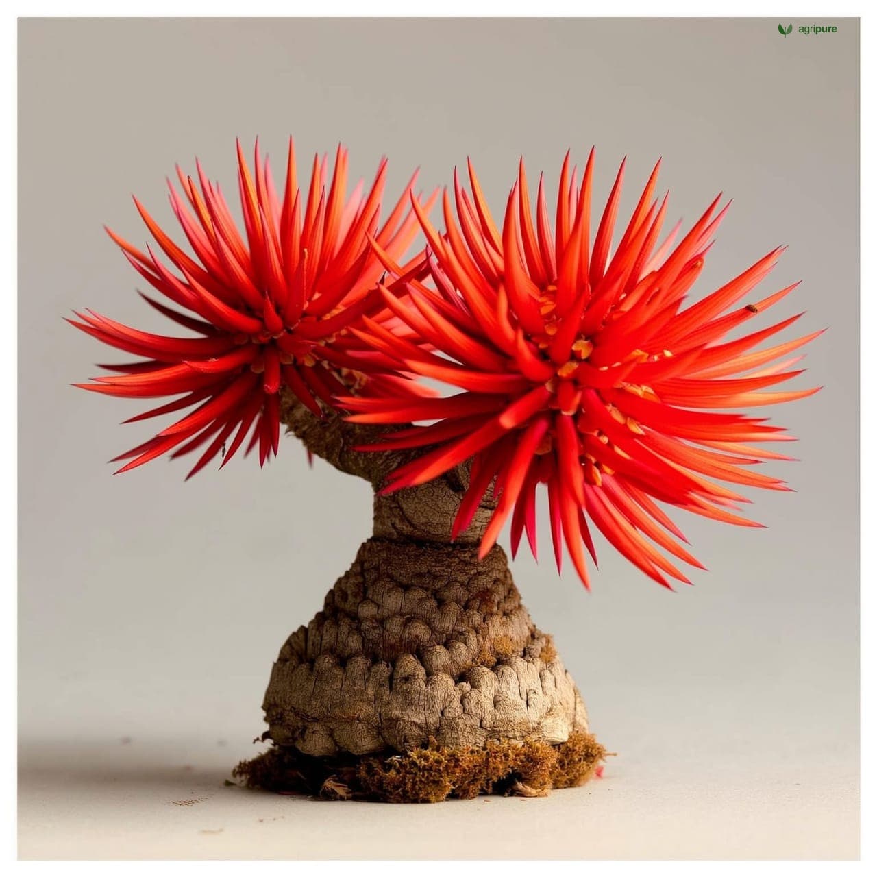 Corky Coral Tree (Erythrina suberosa)