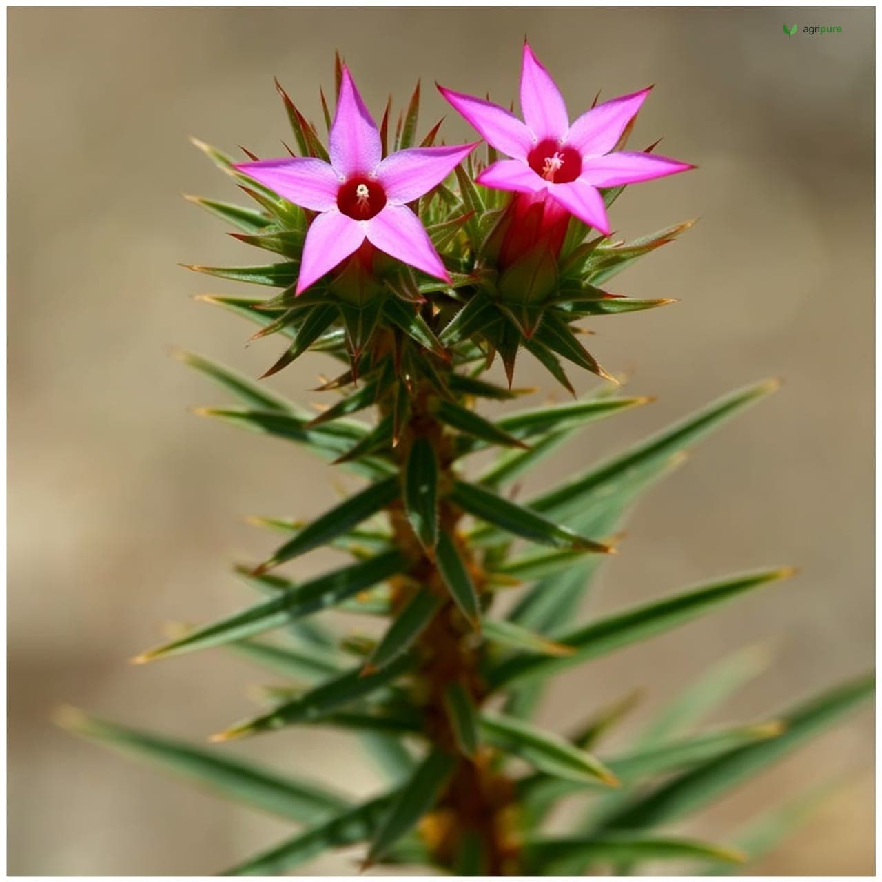 Virgin’s Mantle (Fagonia cretica)