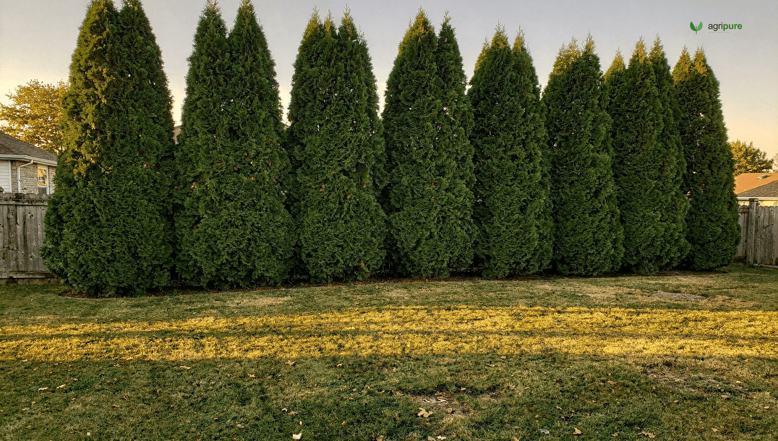 A row of tall columnar evergreen privacy trees forming a dense green screen along the edge of a sunlit suburban backyard.