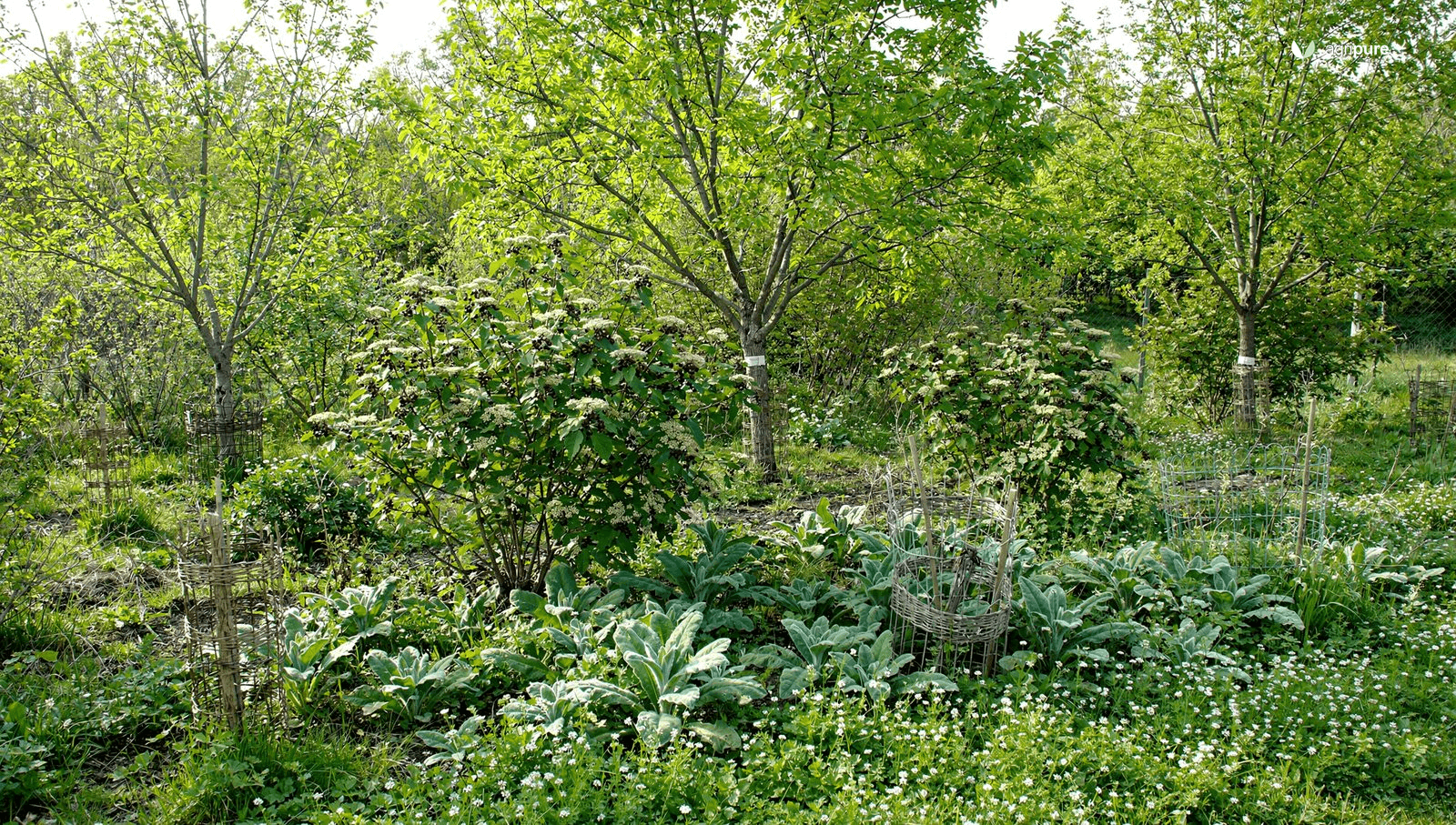 A small mixed-canopy paddock with mulberry, black locust, and elderberry over comfrey and white clover, hens visible in dappled shade, late spring