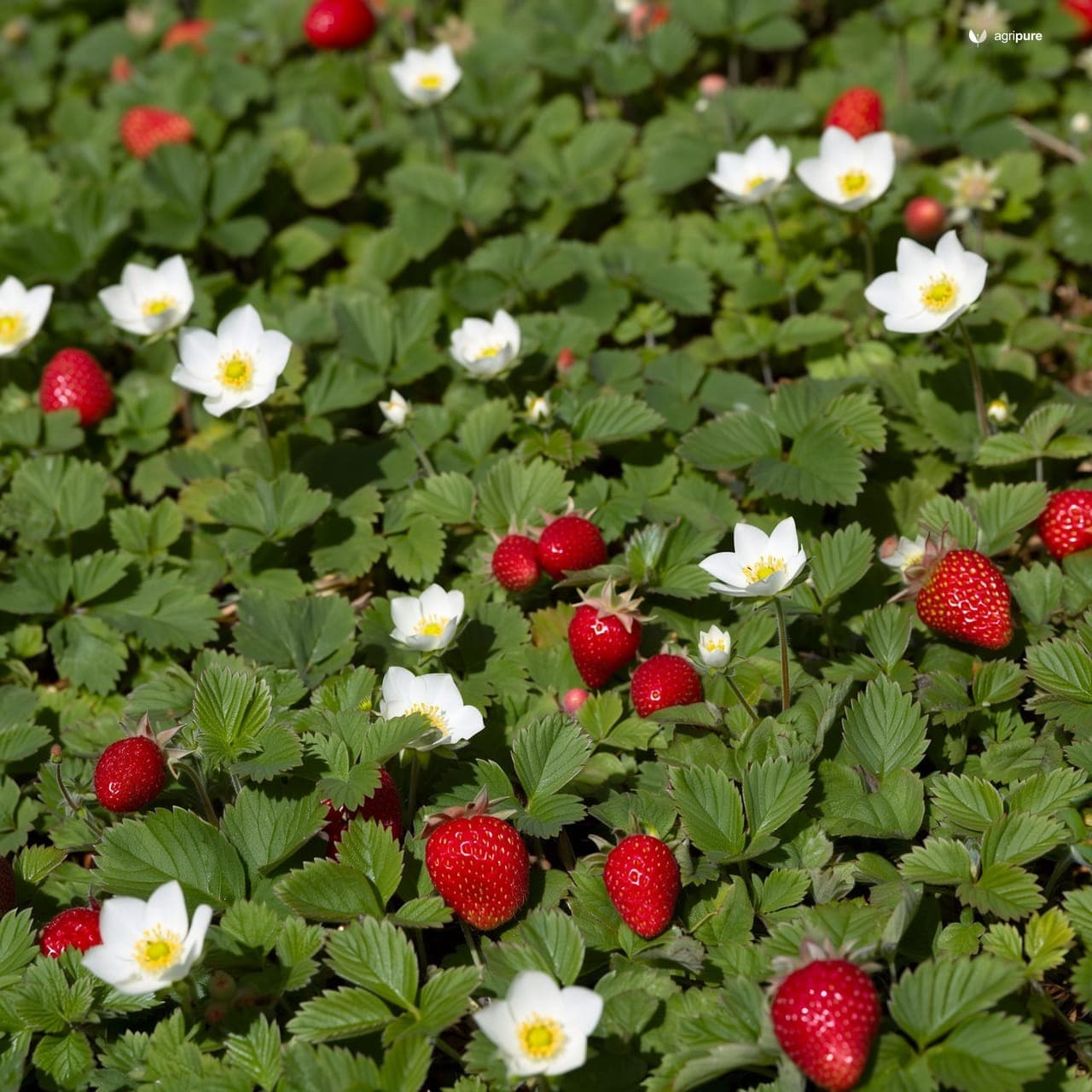 Strawberry (Fragaria × ananassa)