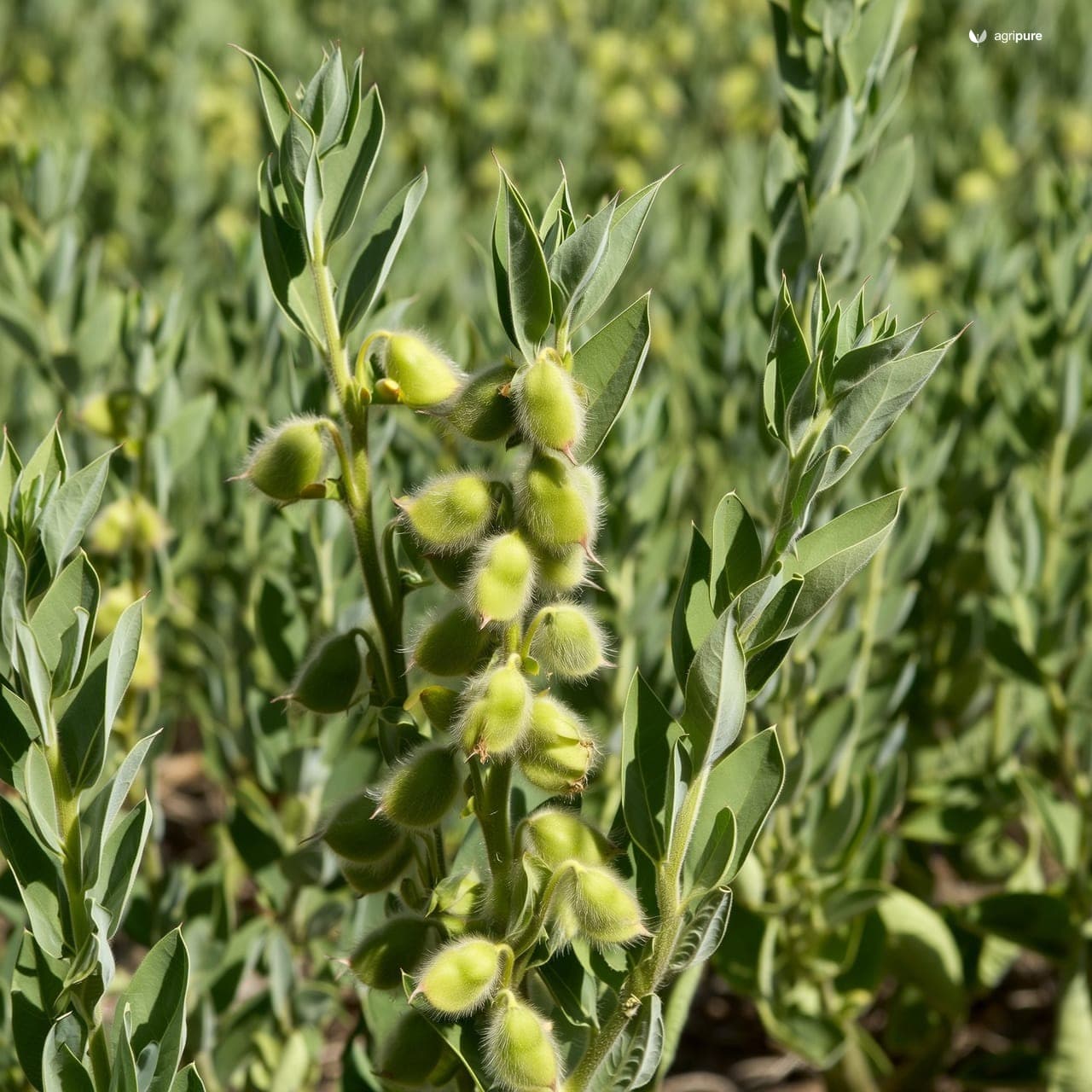 Soybean (Glycine max)