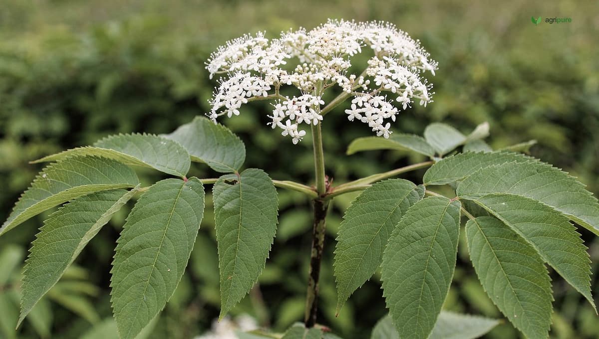 Close view of an elderberry branch showing paired opposite compound leaves with toothed leaflets beside a broad flat-topped white flower cyme