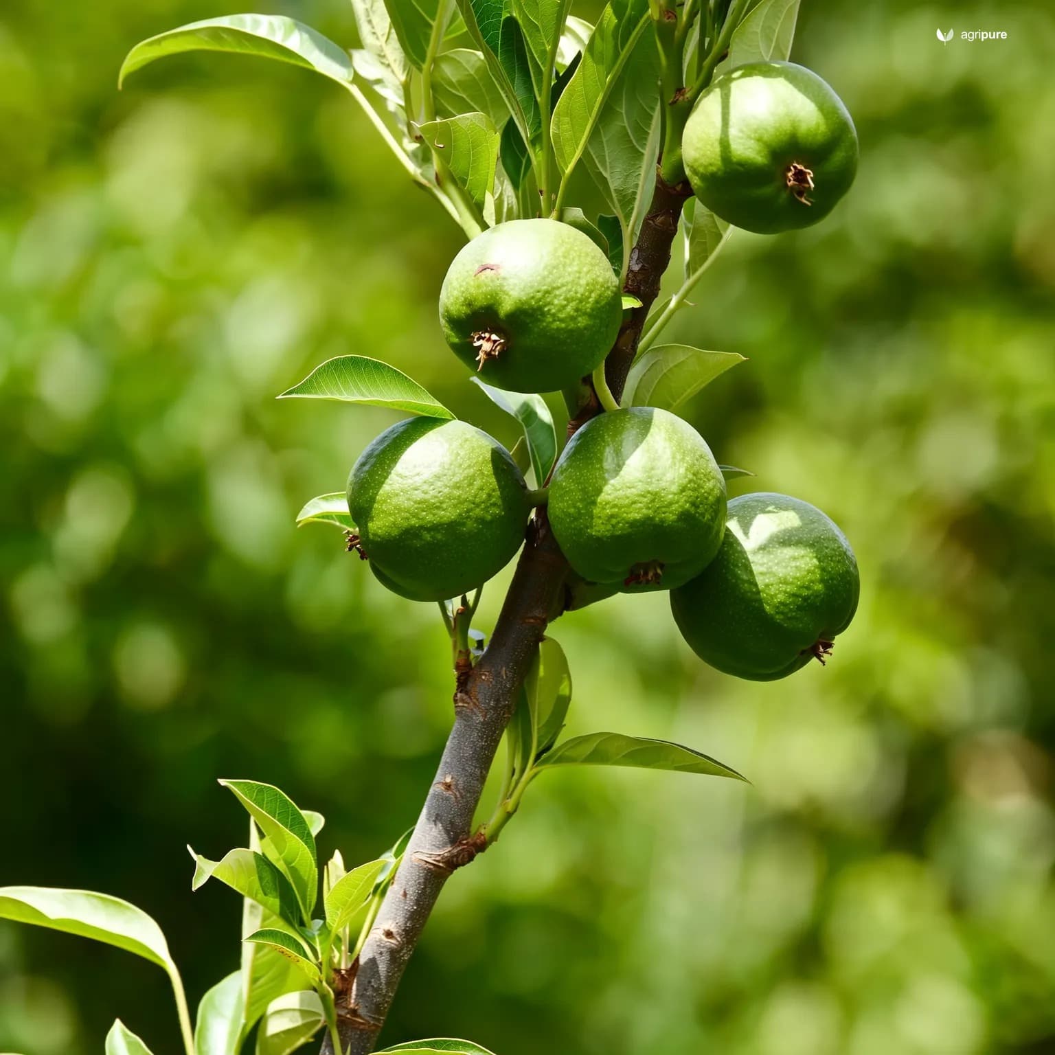 guava-allahabad-safeda