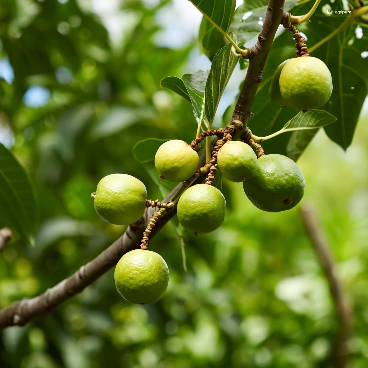 guava-lalit
