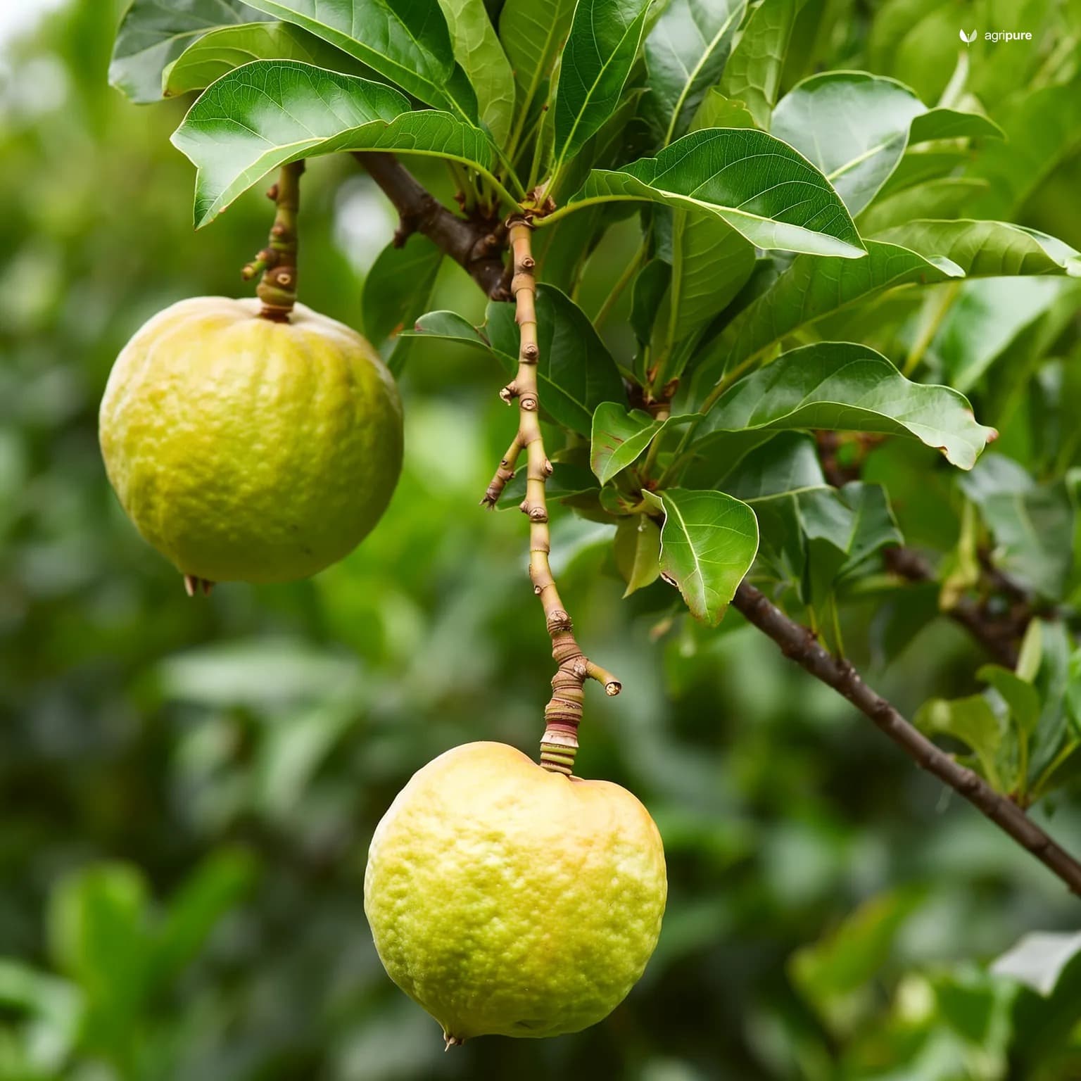 guava-pant-prabhat