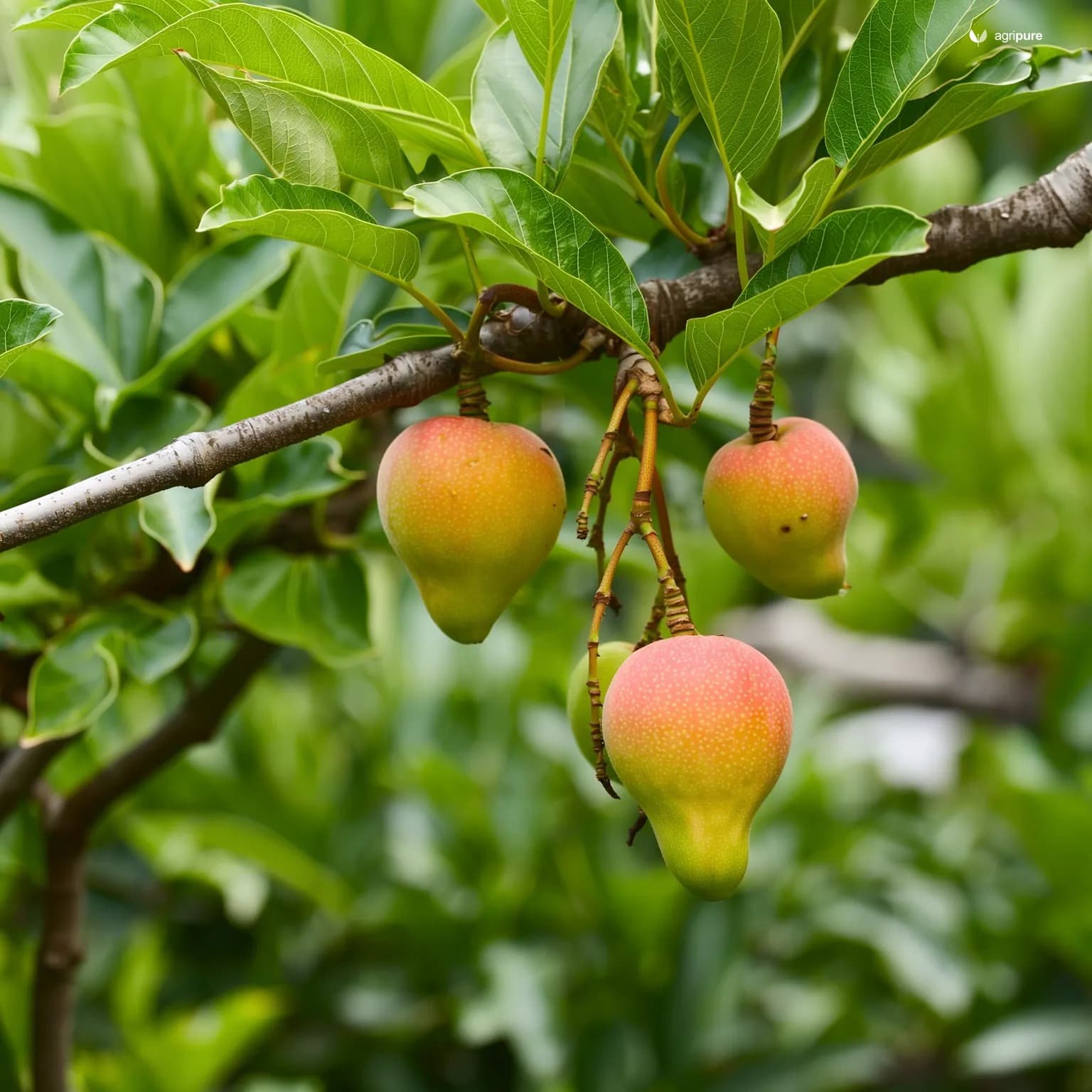 guava-thai-pink