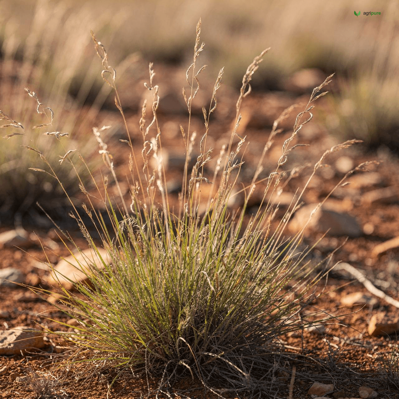Spear Grass (Heteropogon contortus)