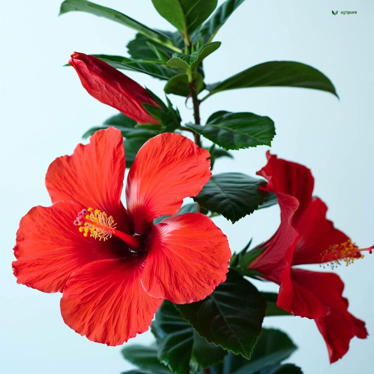 Shoe Flower (Hibiscus rosa-sinensis)