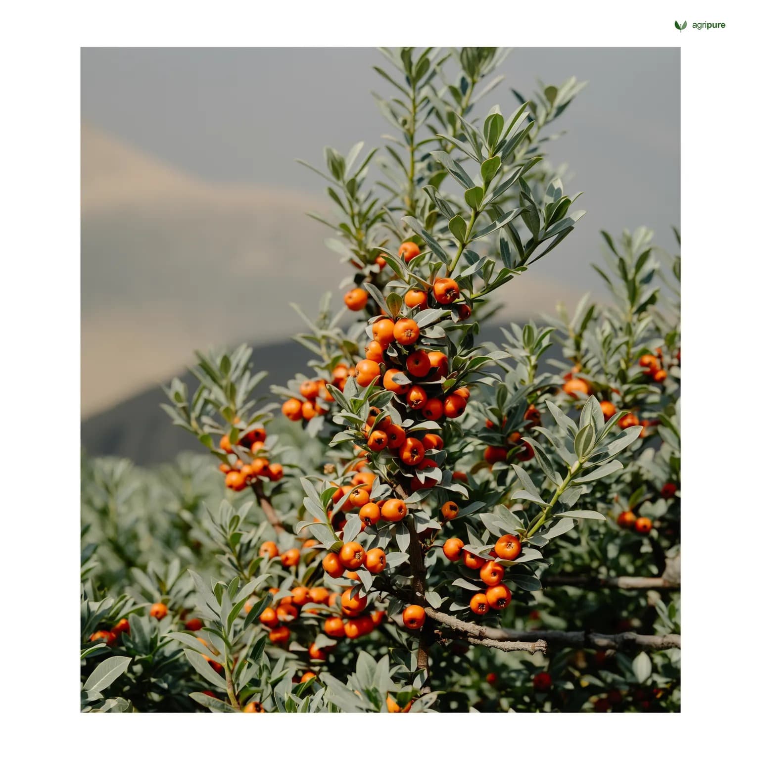 hippophae-rhamnoides