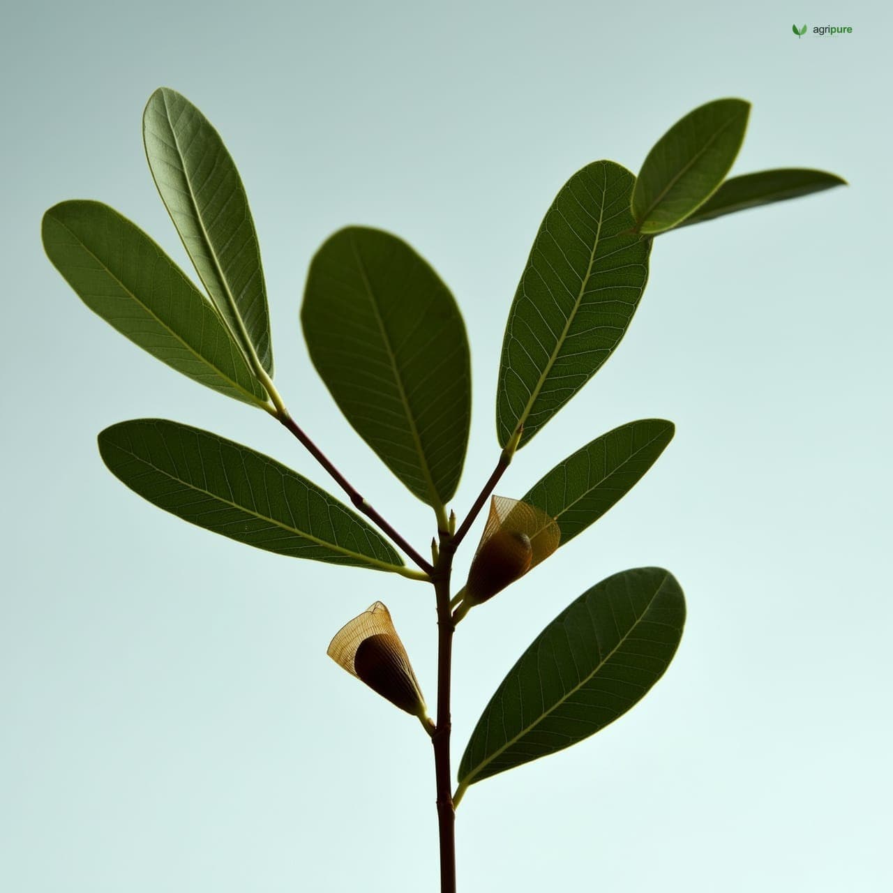 Indian Elm (Holoptelea integrifolia)