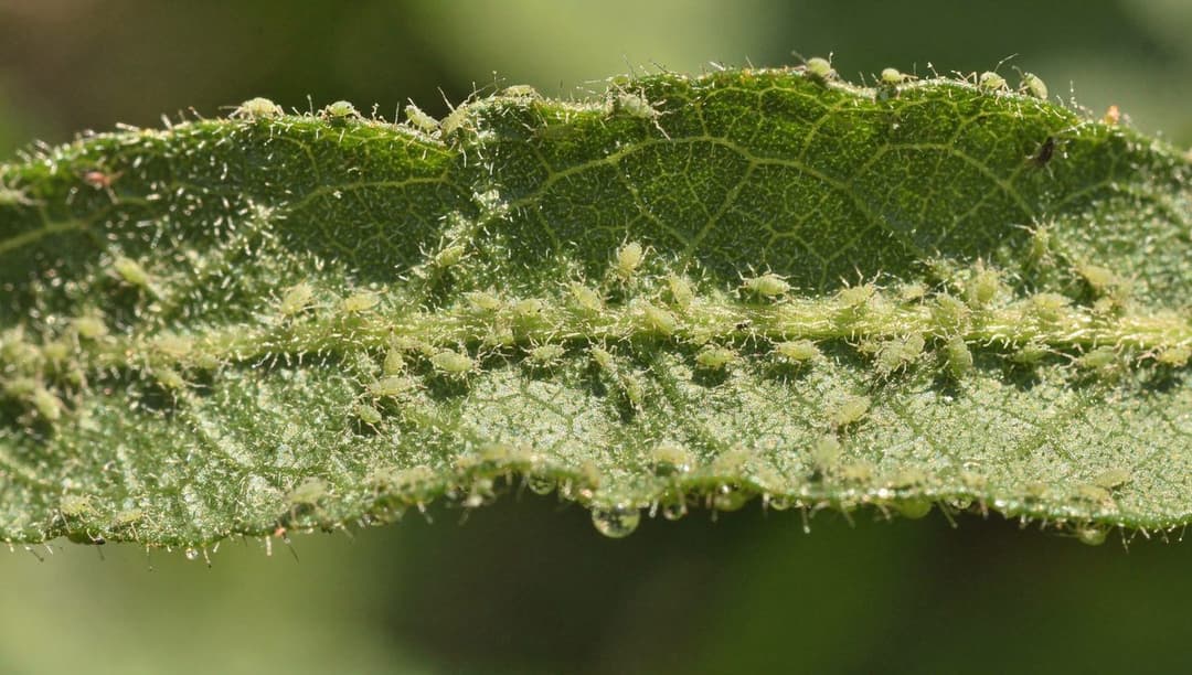 A close-up of a green tomato leaf underside covered in aphids with fine spray droplets clinging to the surface in soft daylight.