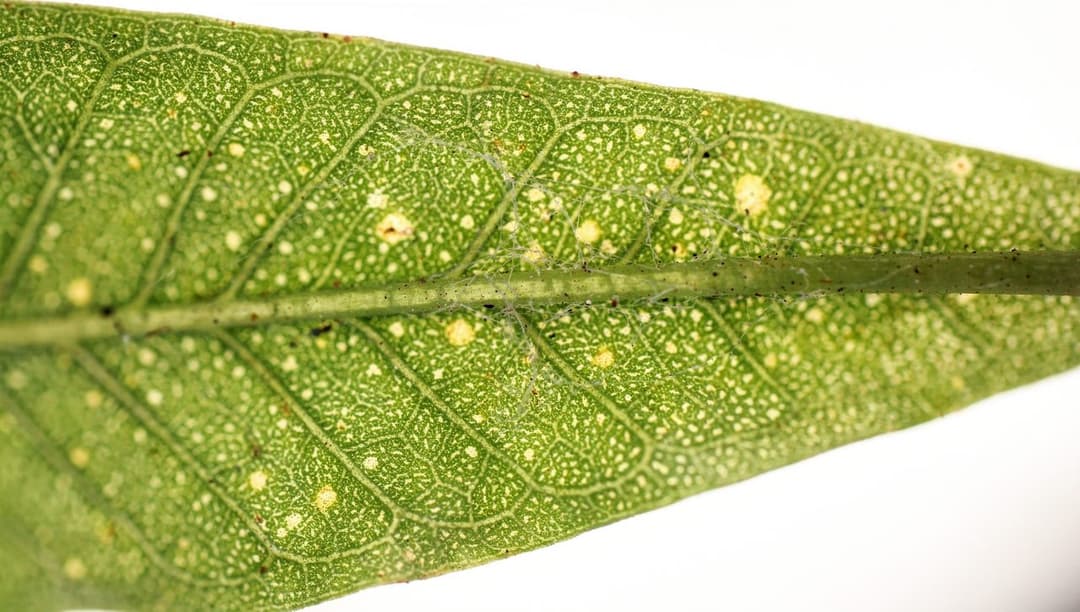 Underside of a bean leaf held up to the light showing pale yellow stippling and a thin patch of spider mite webbing along the midrib.
