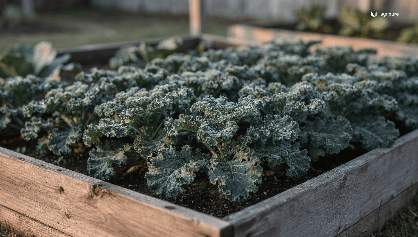 A backyard raised bed at dawn filled with dense rows of curly blue-green kale leaves growing in dark, rich soil with a wooden frame.