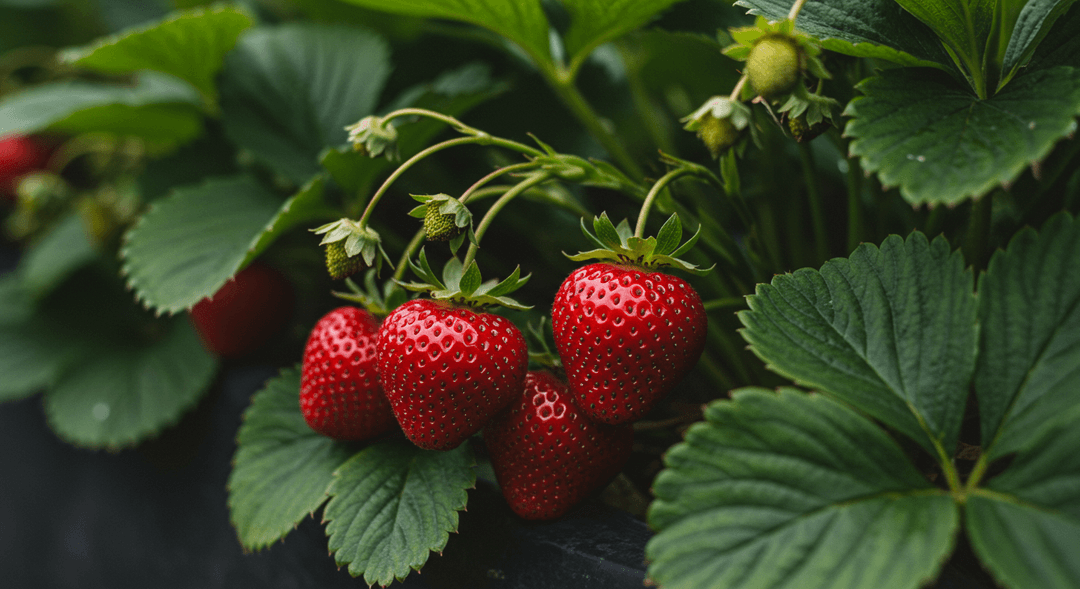 Close-up photograph of ripe, vibrant red strawberries on green plants in a garden bed, with soft-focus background.