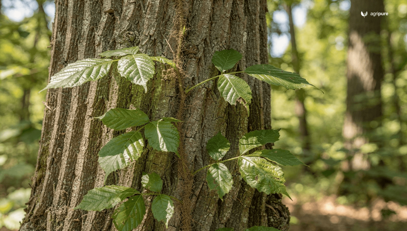 A close view of a poison ivy plant climbing a tree trunk in summer, showing clusters of glossy green leaves each made of three pointed leaflets.