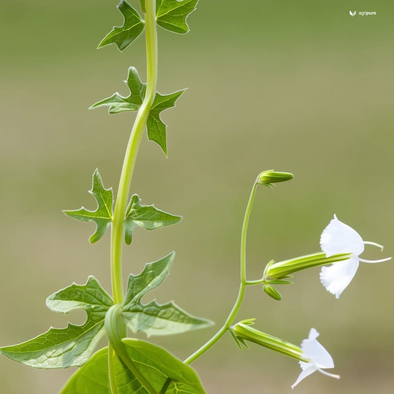 Water Spinach (Ipomoea aquatica)