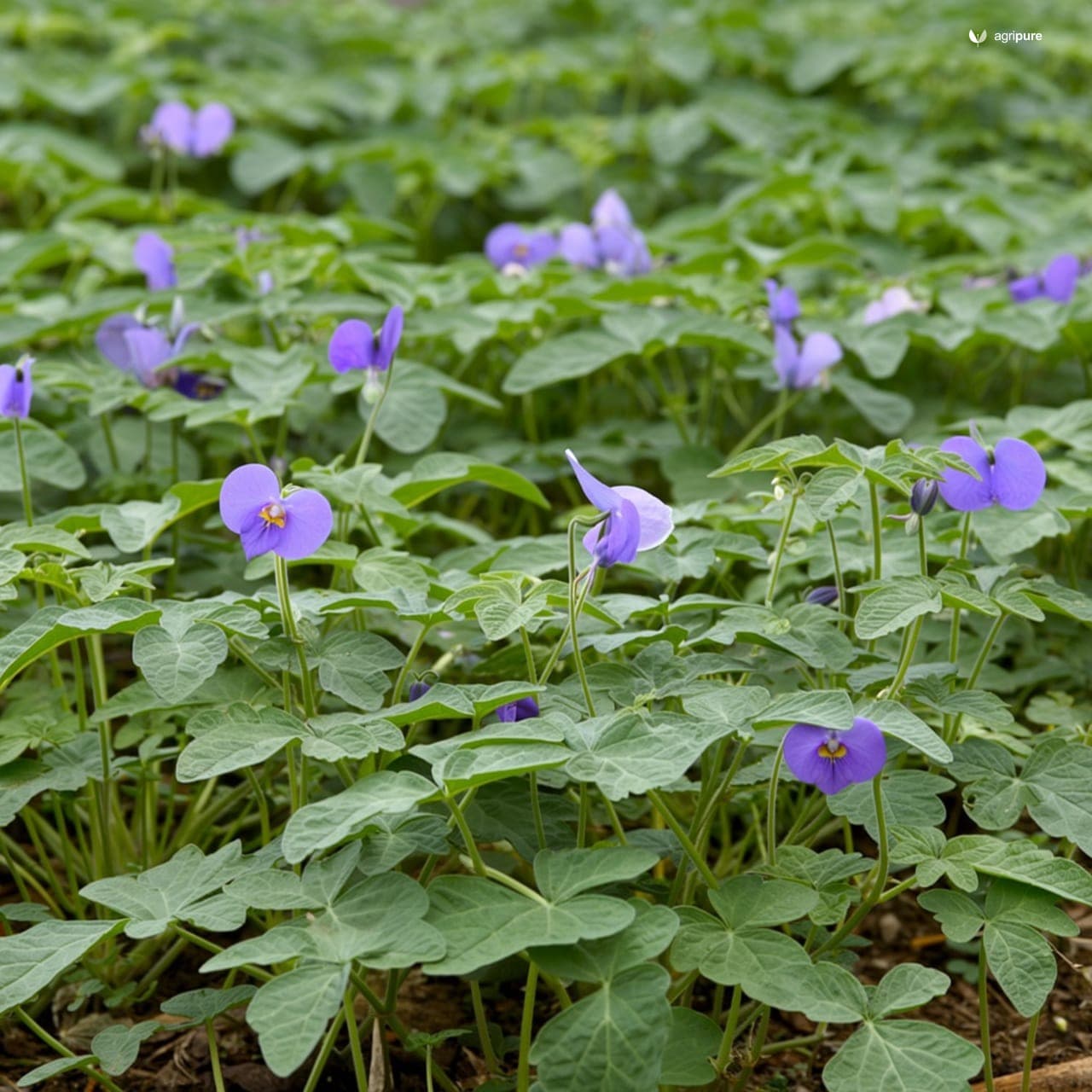 Sweet Potato (Ipomoea batatas)