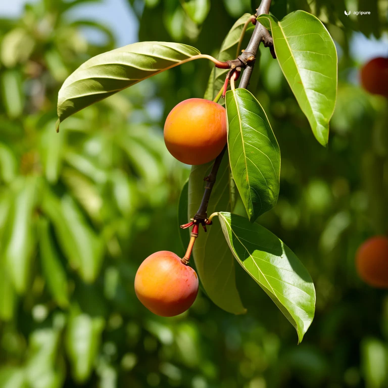 jamun-syzygium-cumini