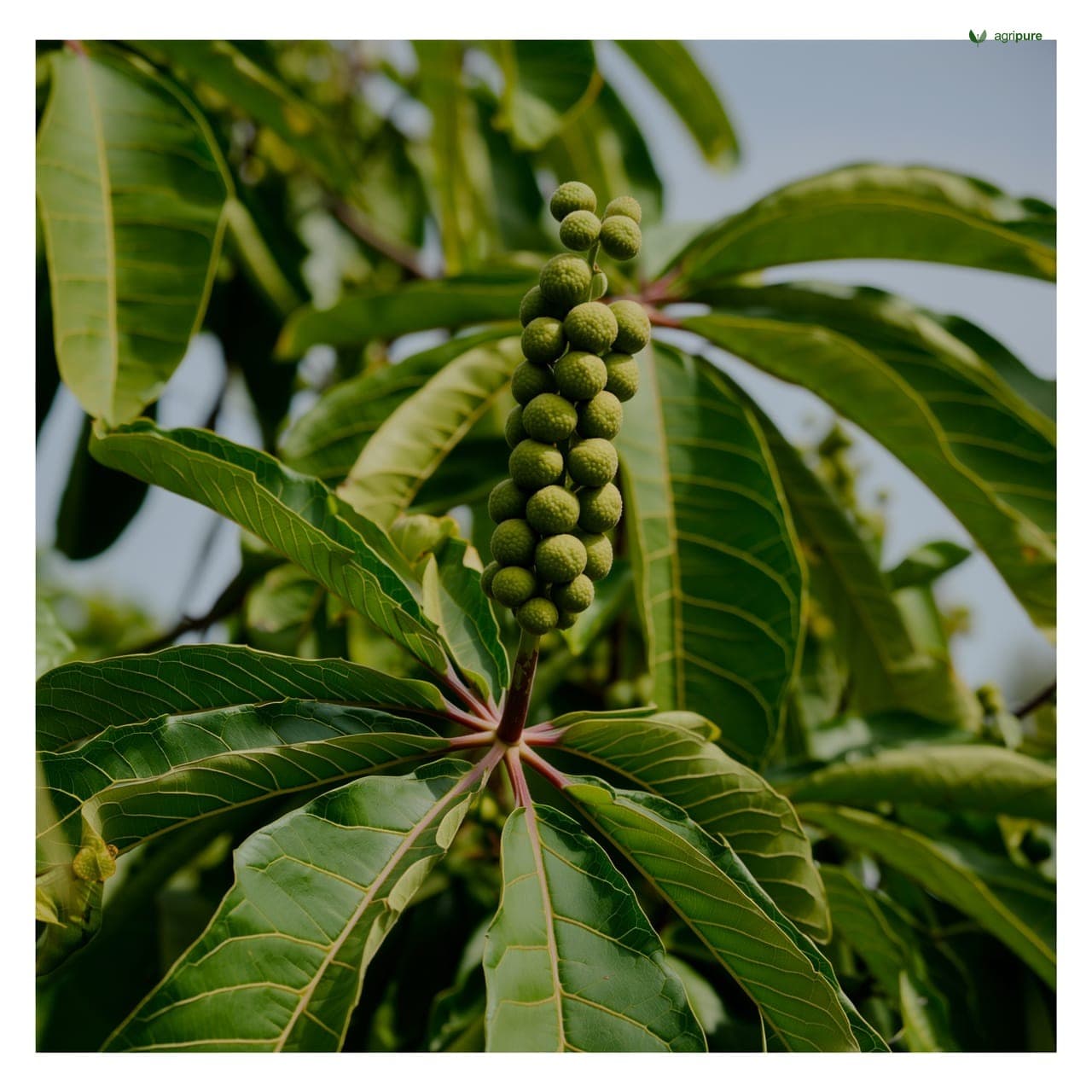 Physic Nut (Jatropha curcas)