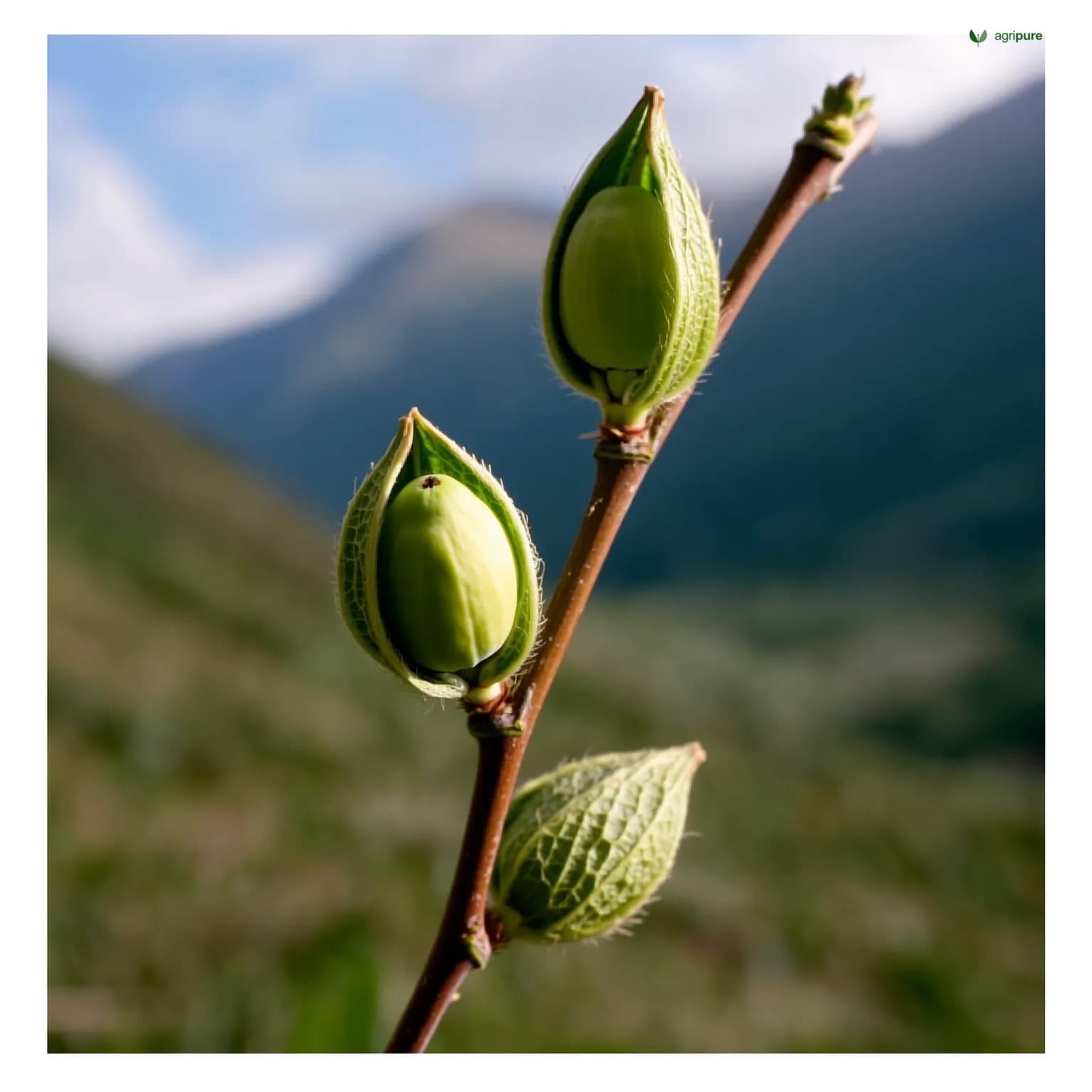juglans-regia