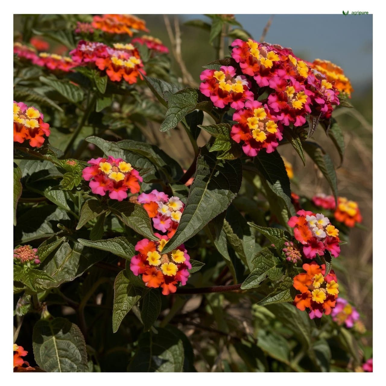 Lantana (Lantana camara)