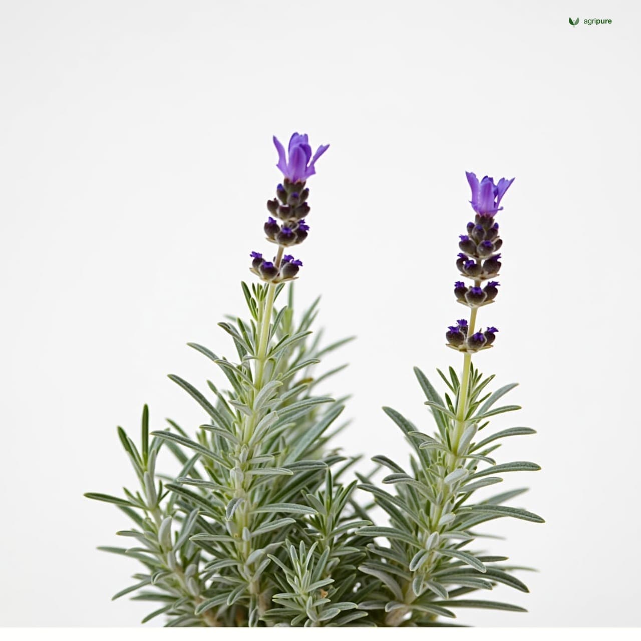 Lavender (Lavandula angustifolia)