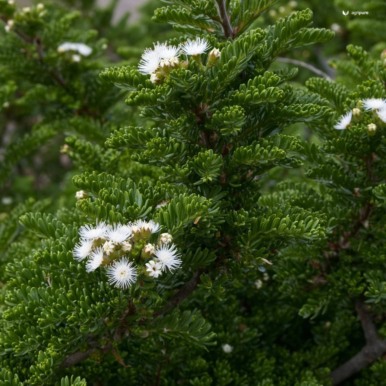 Henna (Lawsonia inermis)