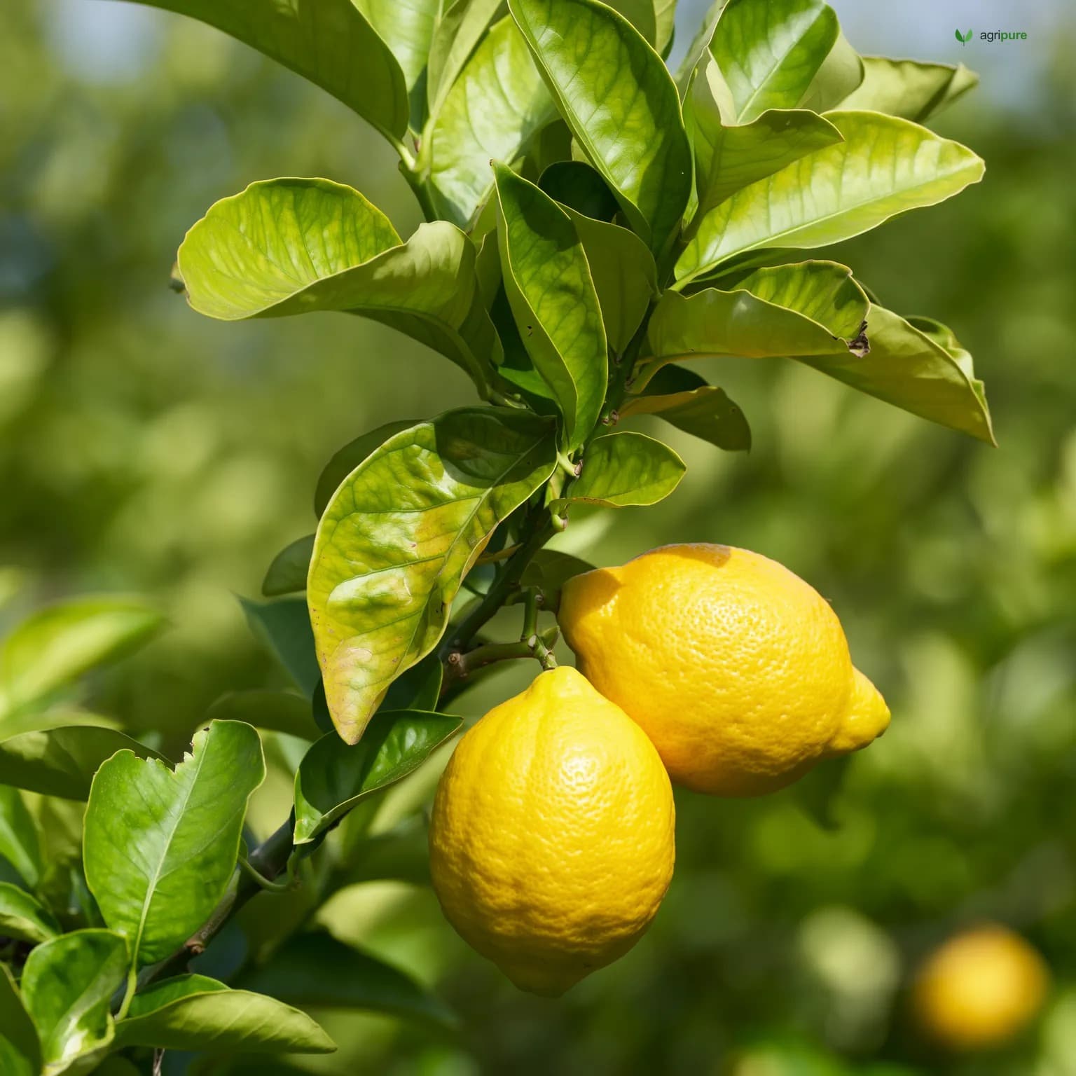 lemon-meyer