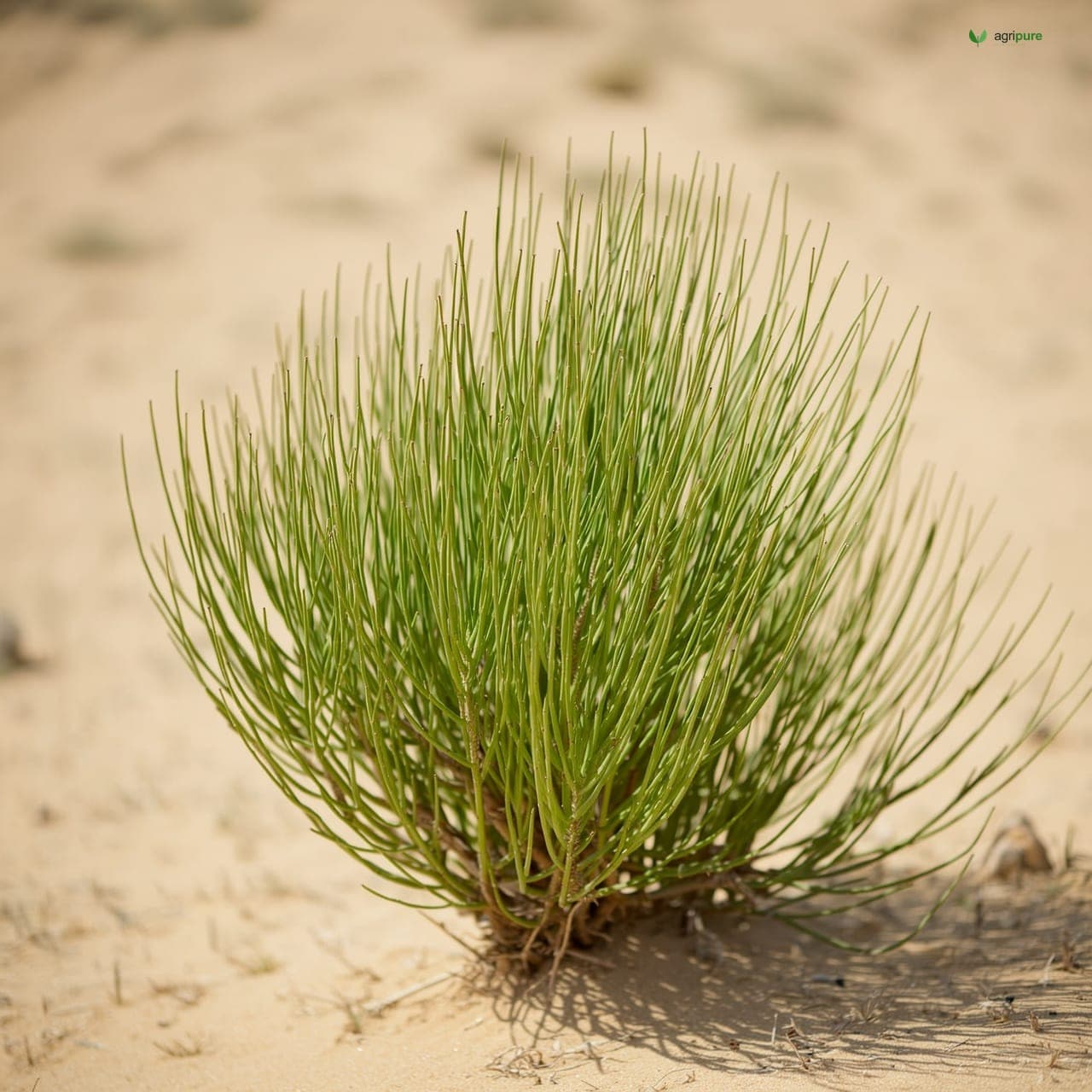 Khip (Leptadenia pyrotechnica)