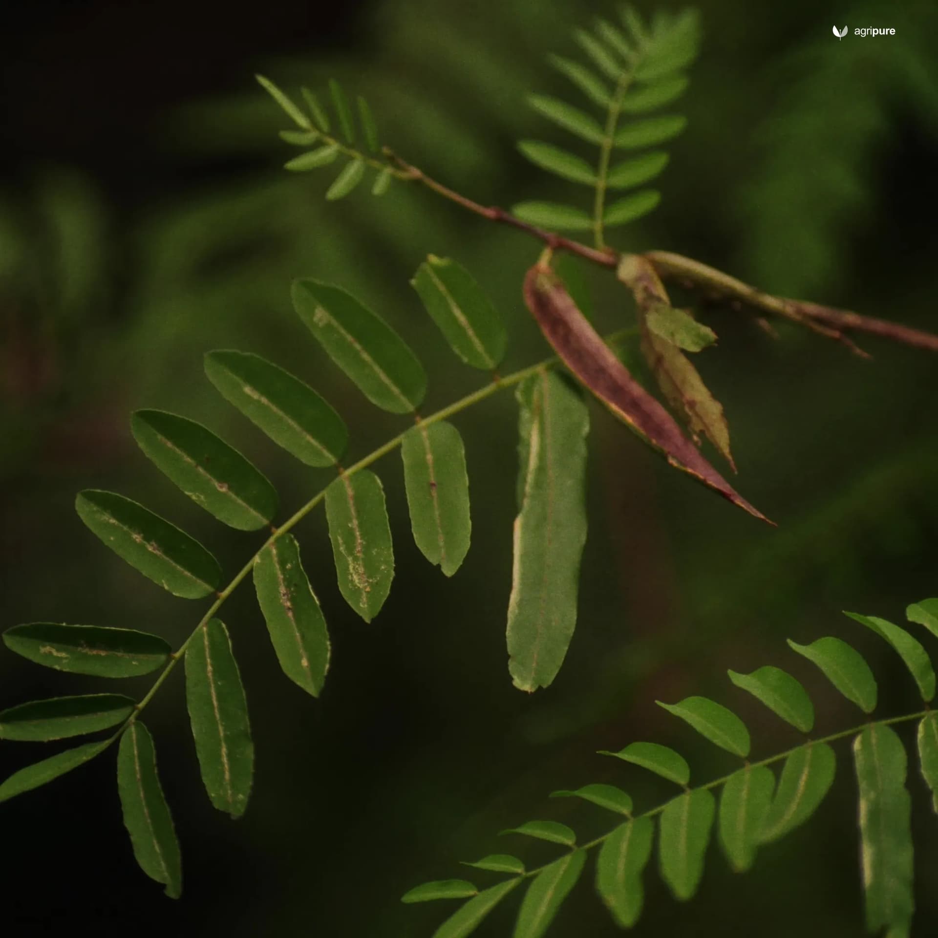 leucaena-leucocephala
