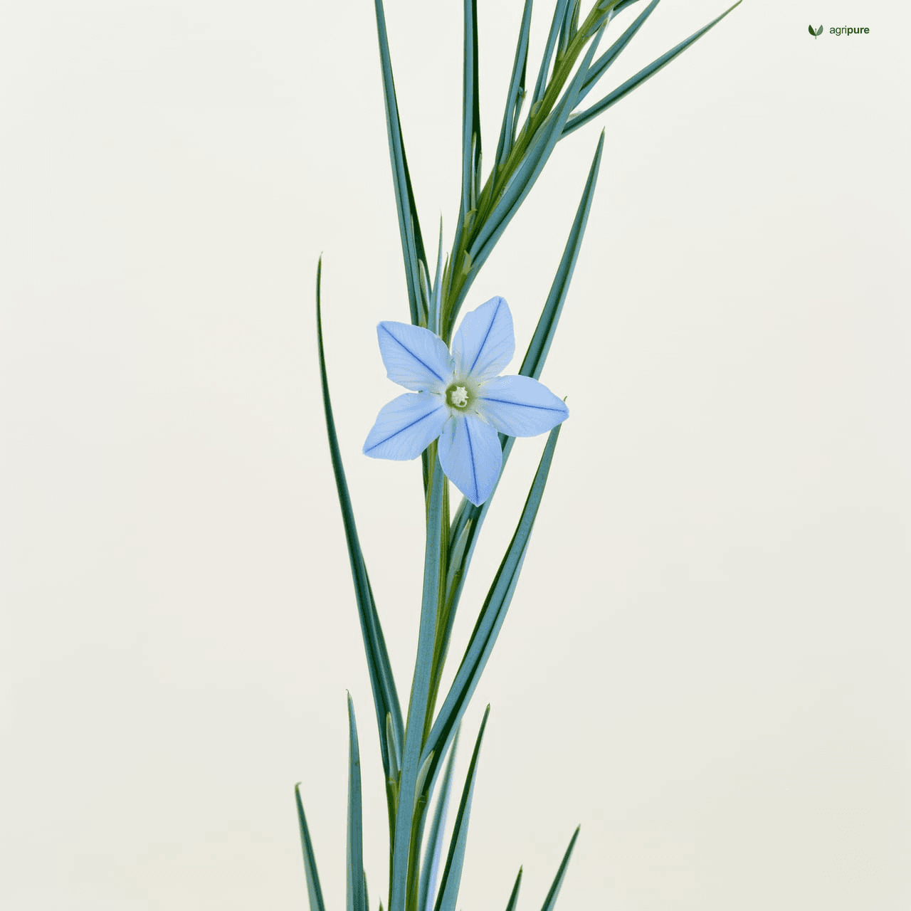 Linseed (Linum usitatissimum)