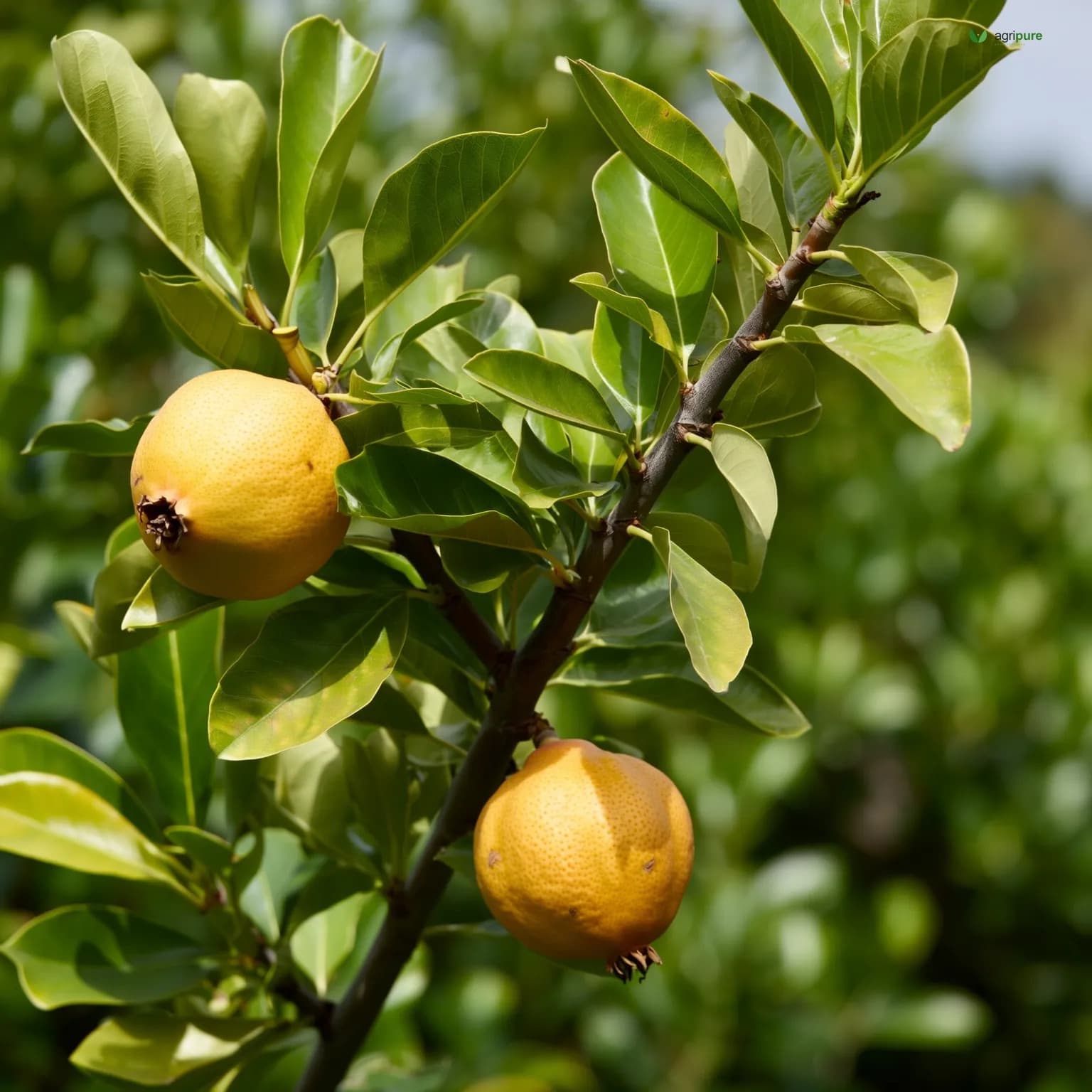loquat-tarnab