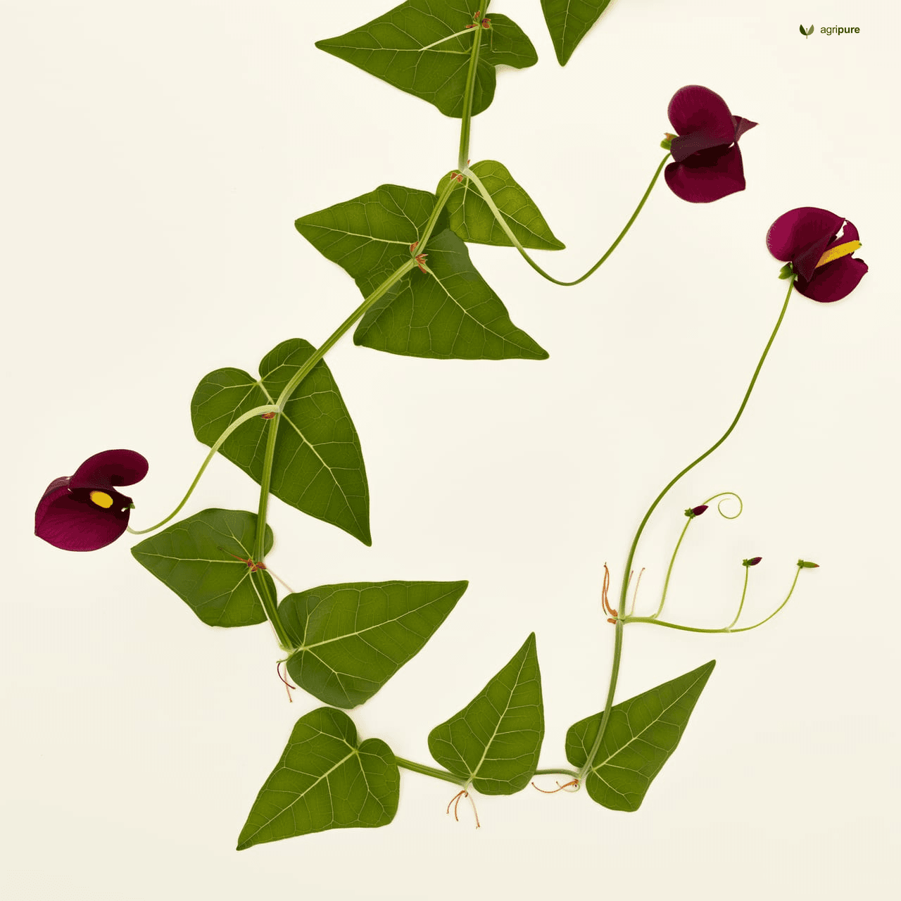 Siratro (Macroptilium atropurpureum)