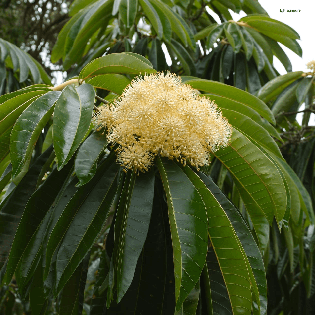 Mahua (Madhuca longifolia)