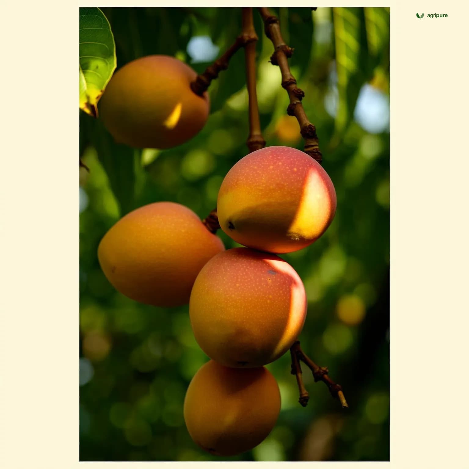 mangifera-indica