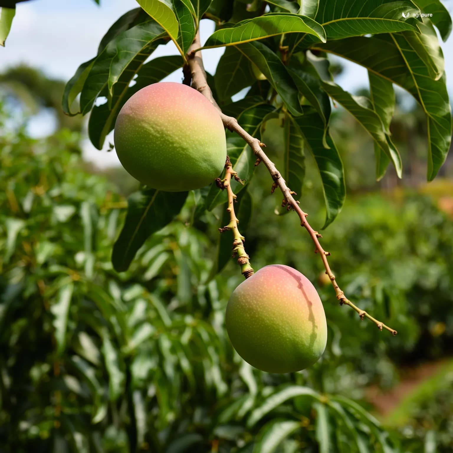 mango-anwar-ratol