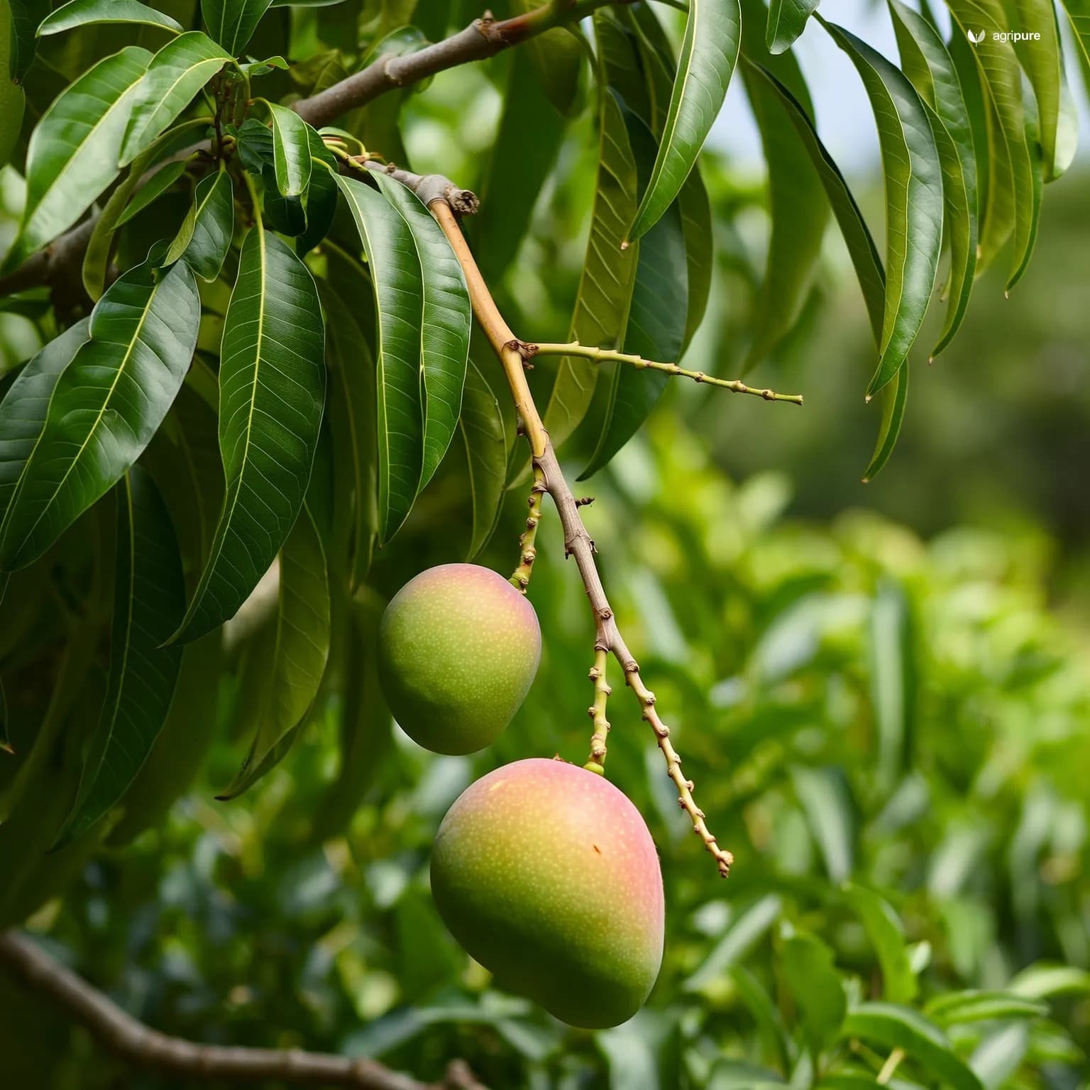mango-anwar-suri