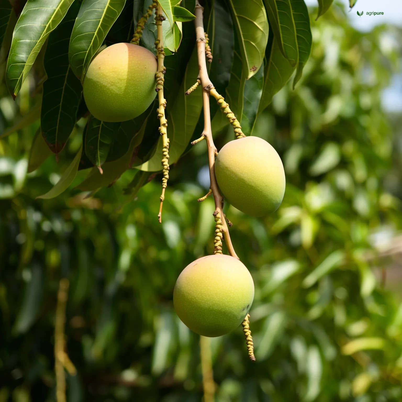mango-chaunsa