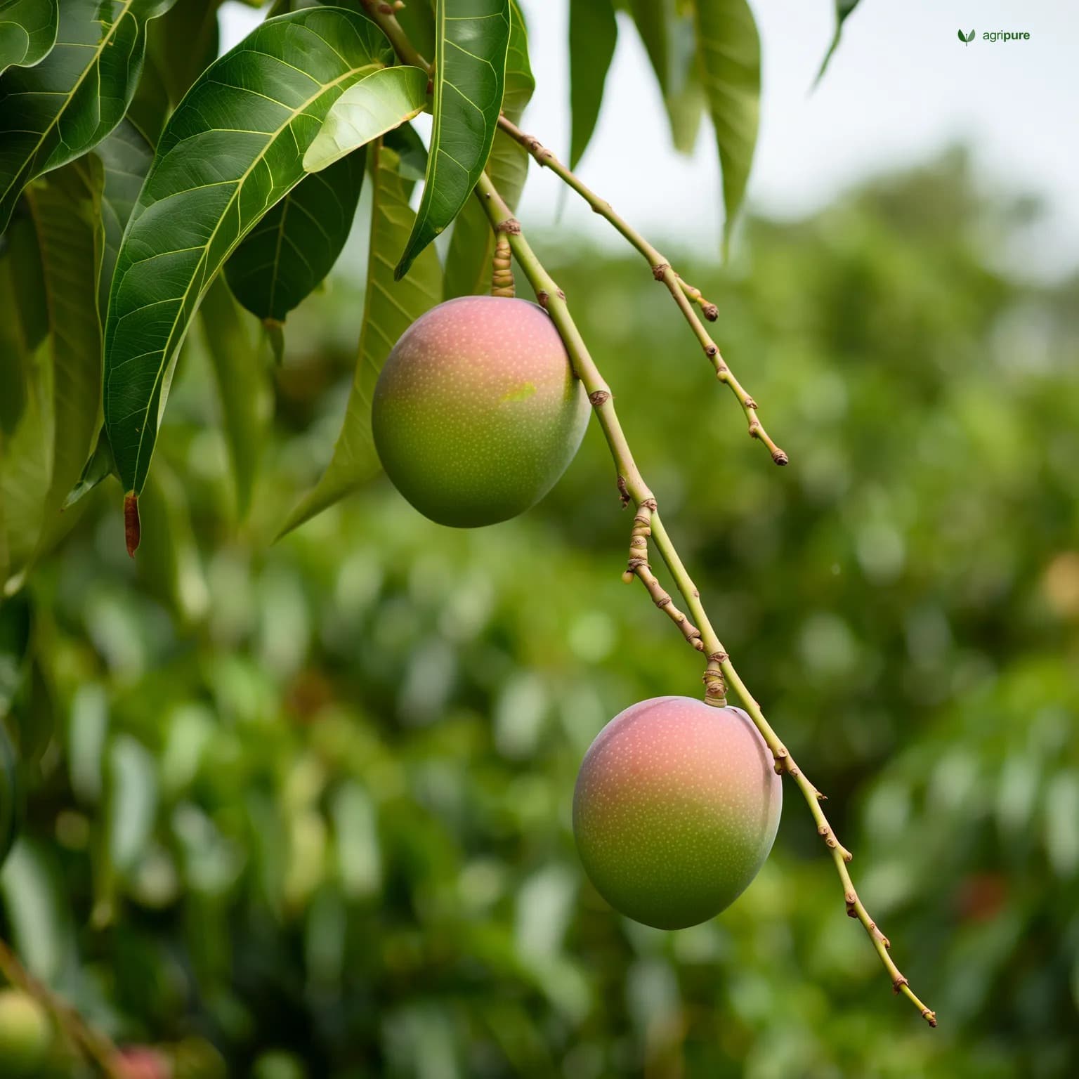 mango-dusehri