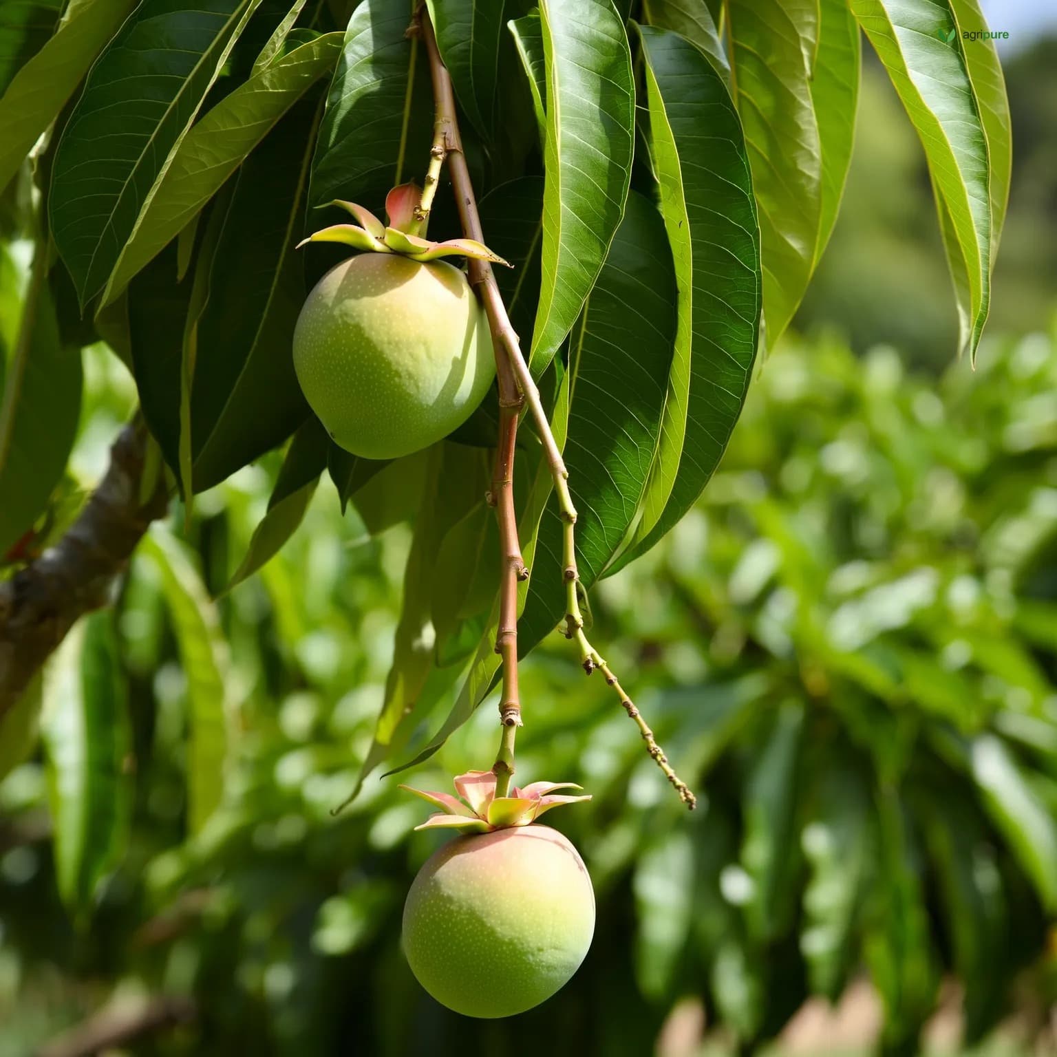 mango-fajri