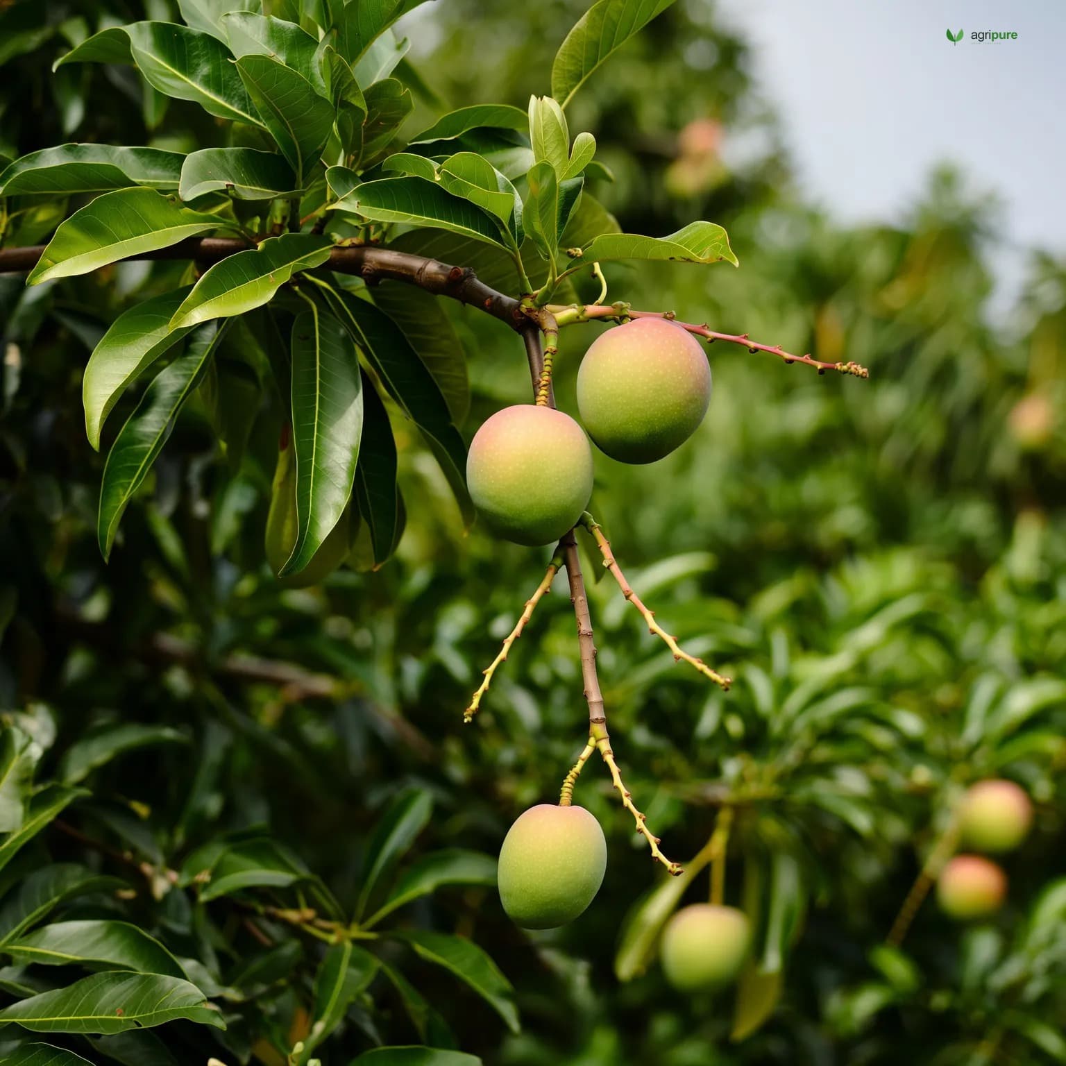 mango-kalanama