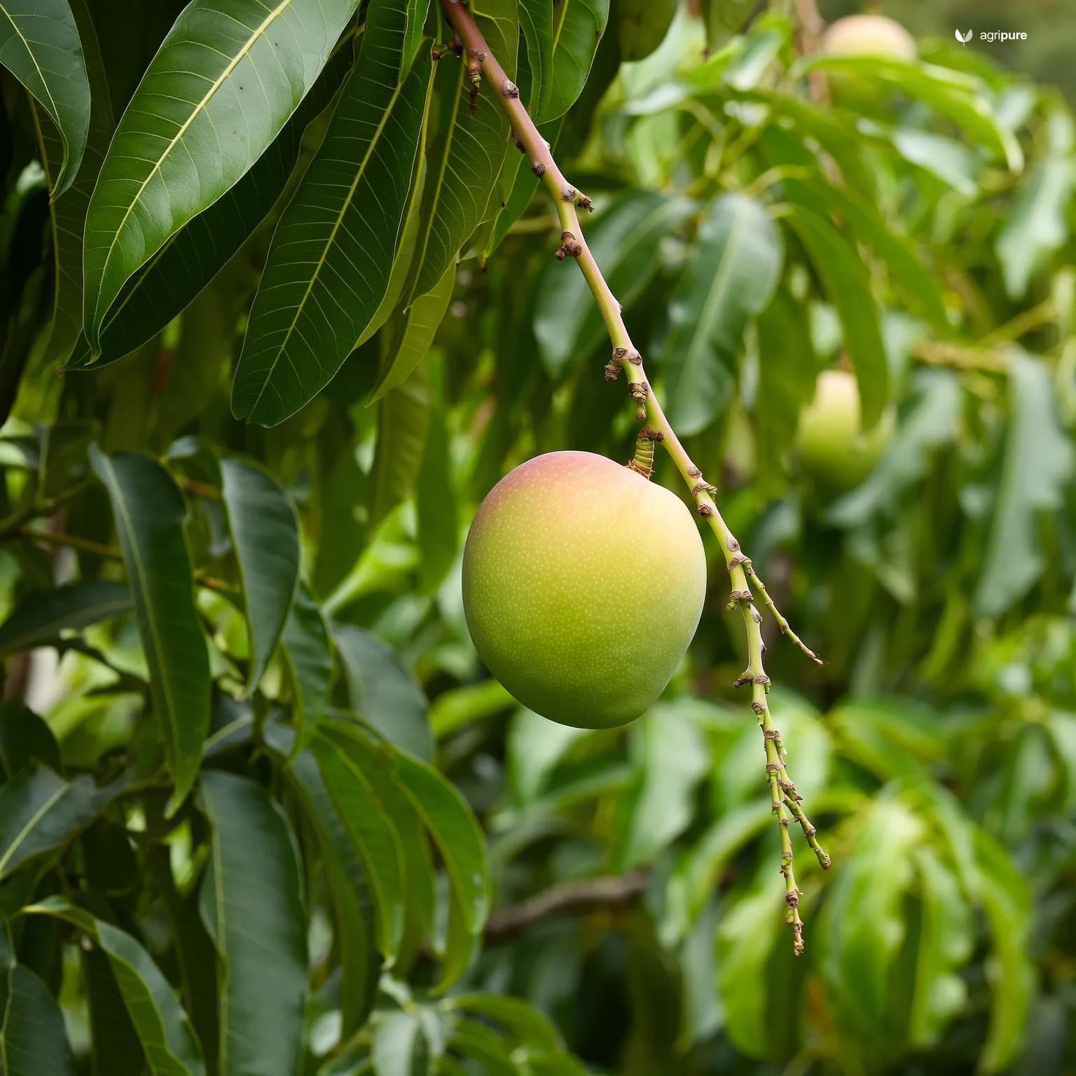 mango-langra-banarasi