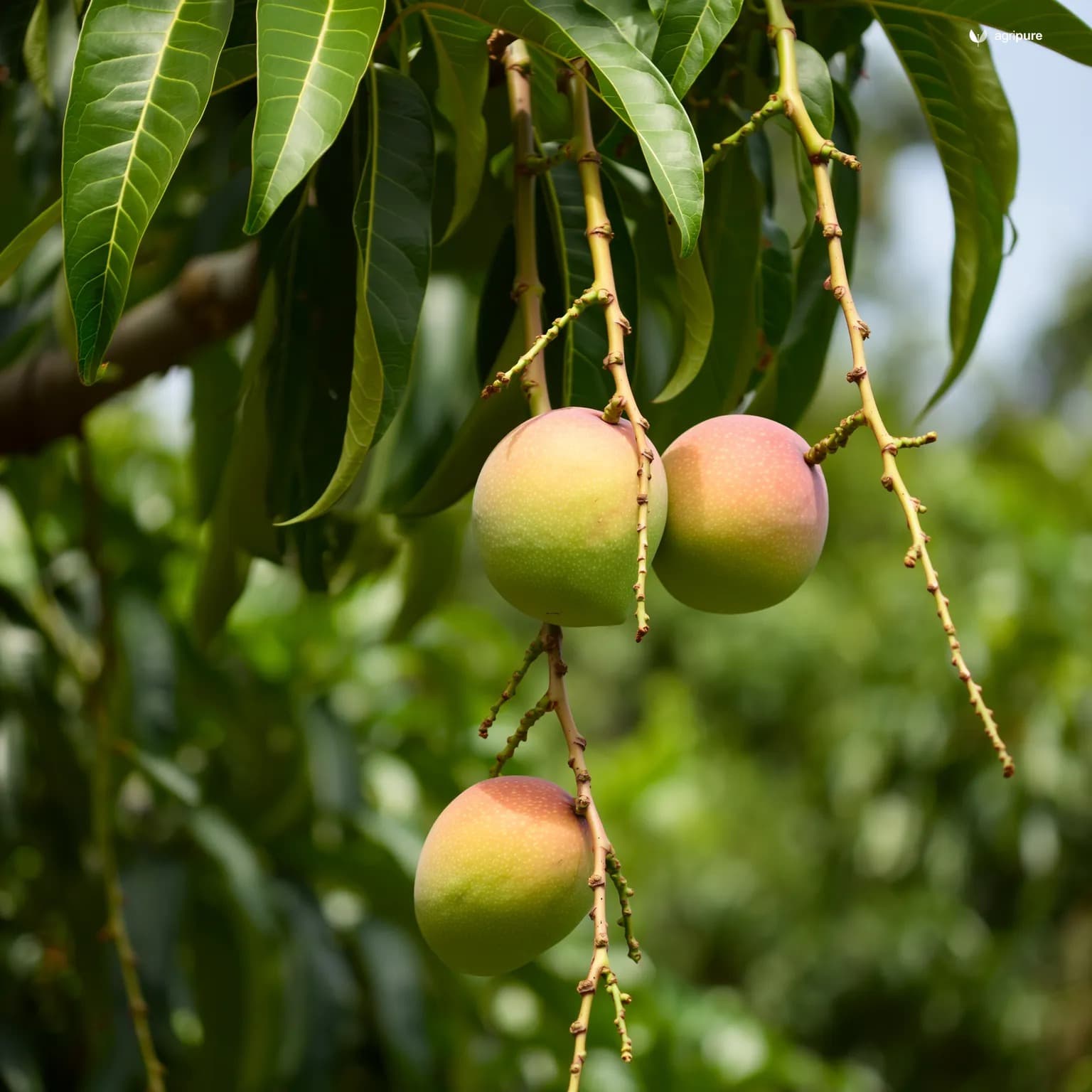 mango-langra