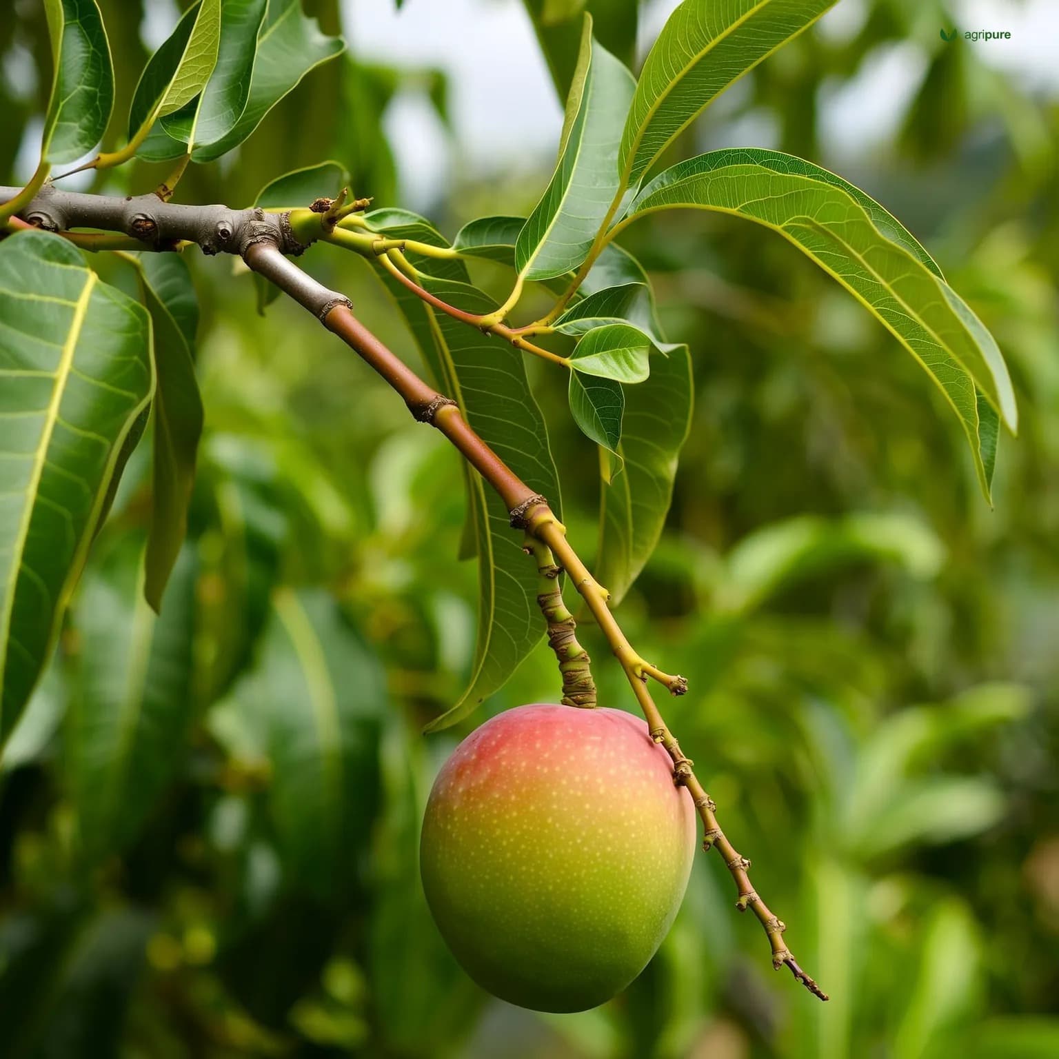 mango-malda-fazli
