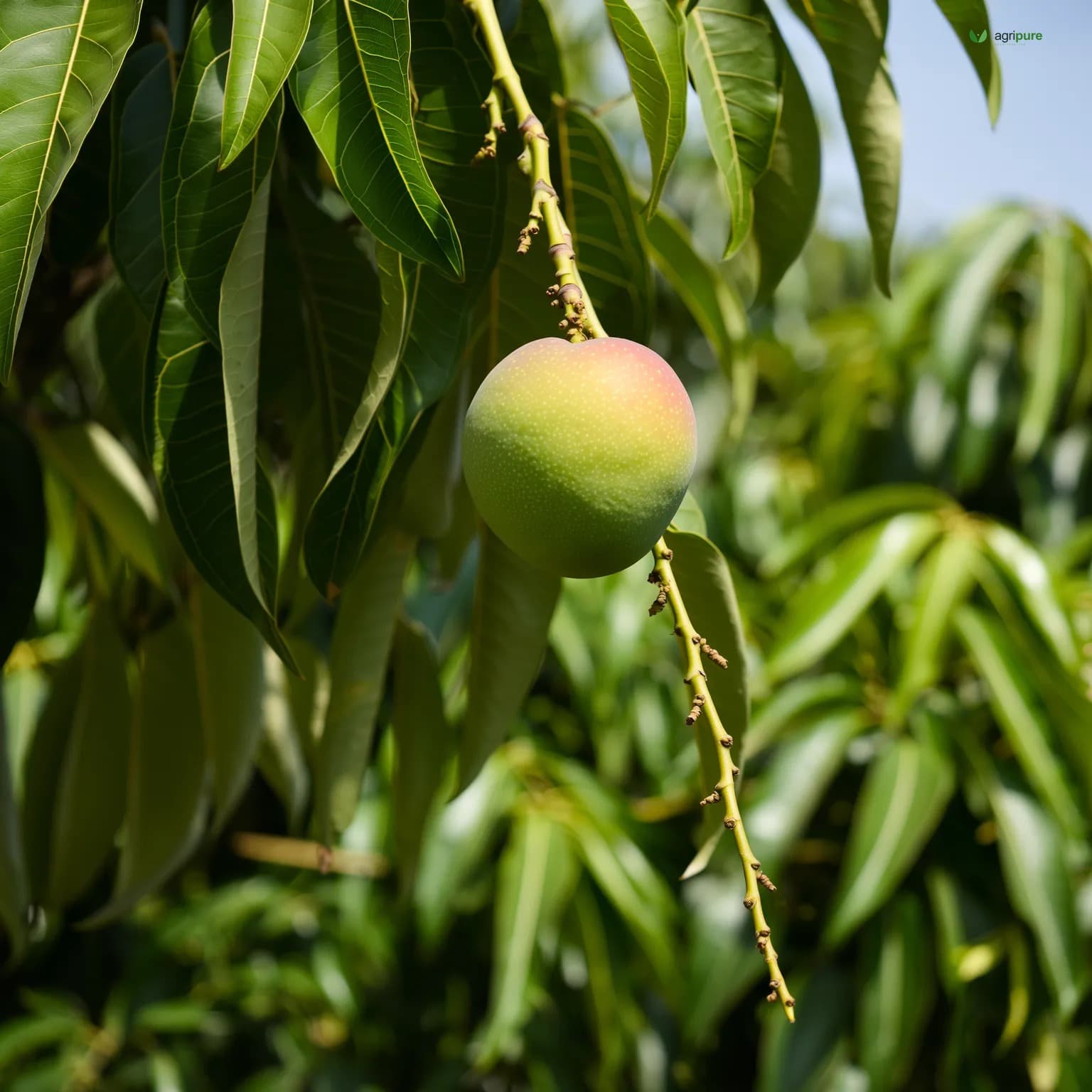 mango-neelum